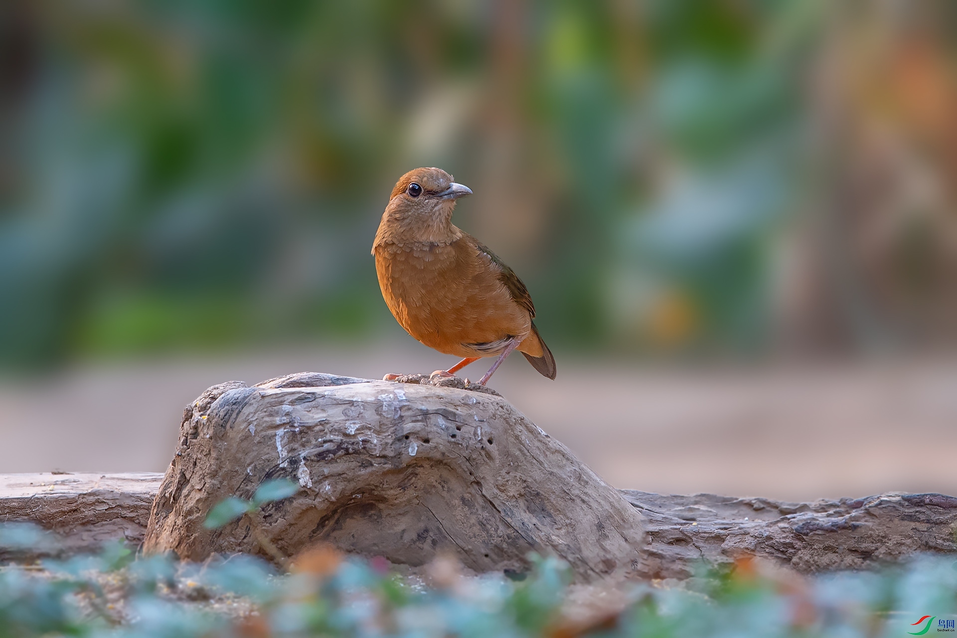 DSC_4527.jpg