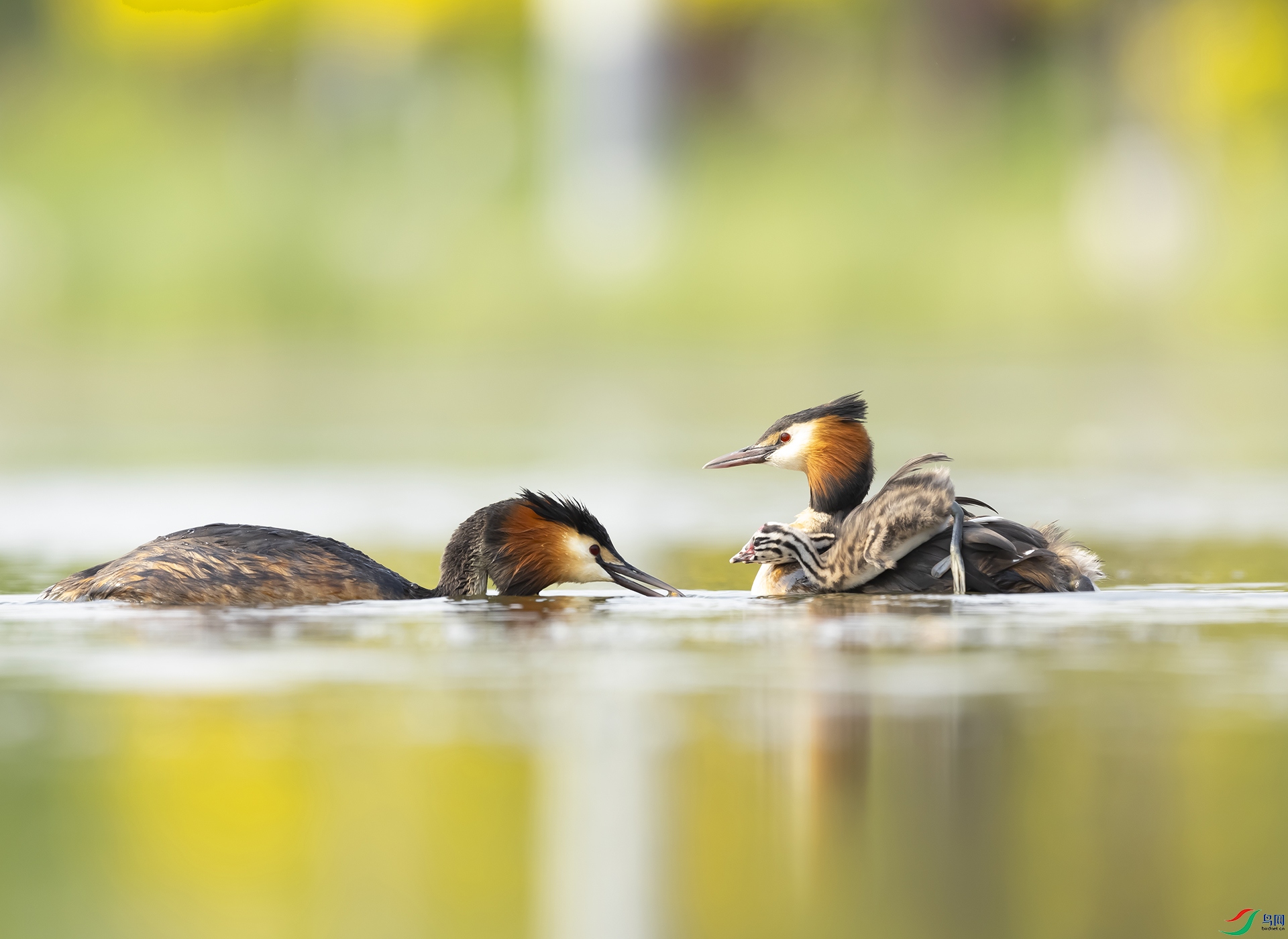 019A5625 ����.jpg