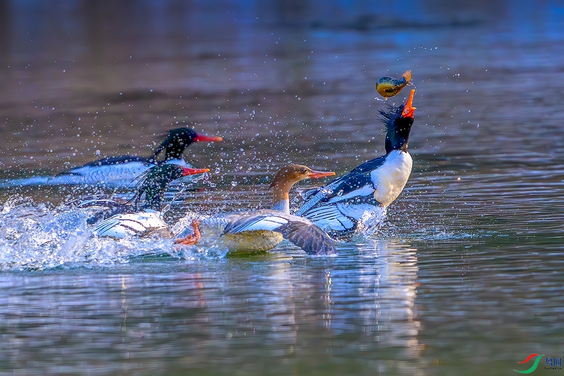 DSC_6554b.jpg