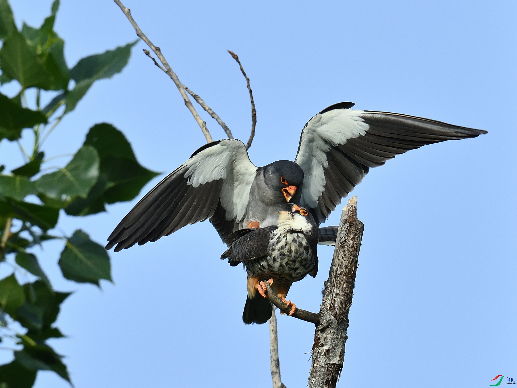 DSC_0342.JPG