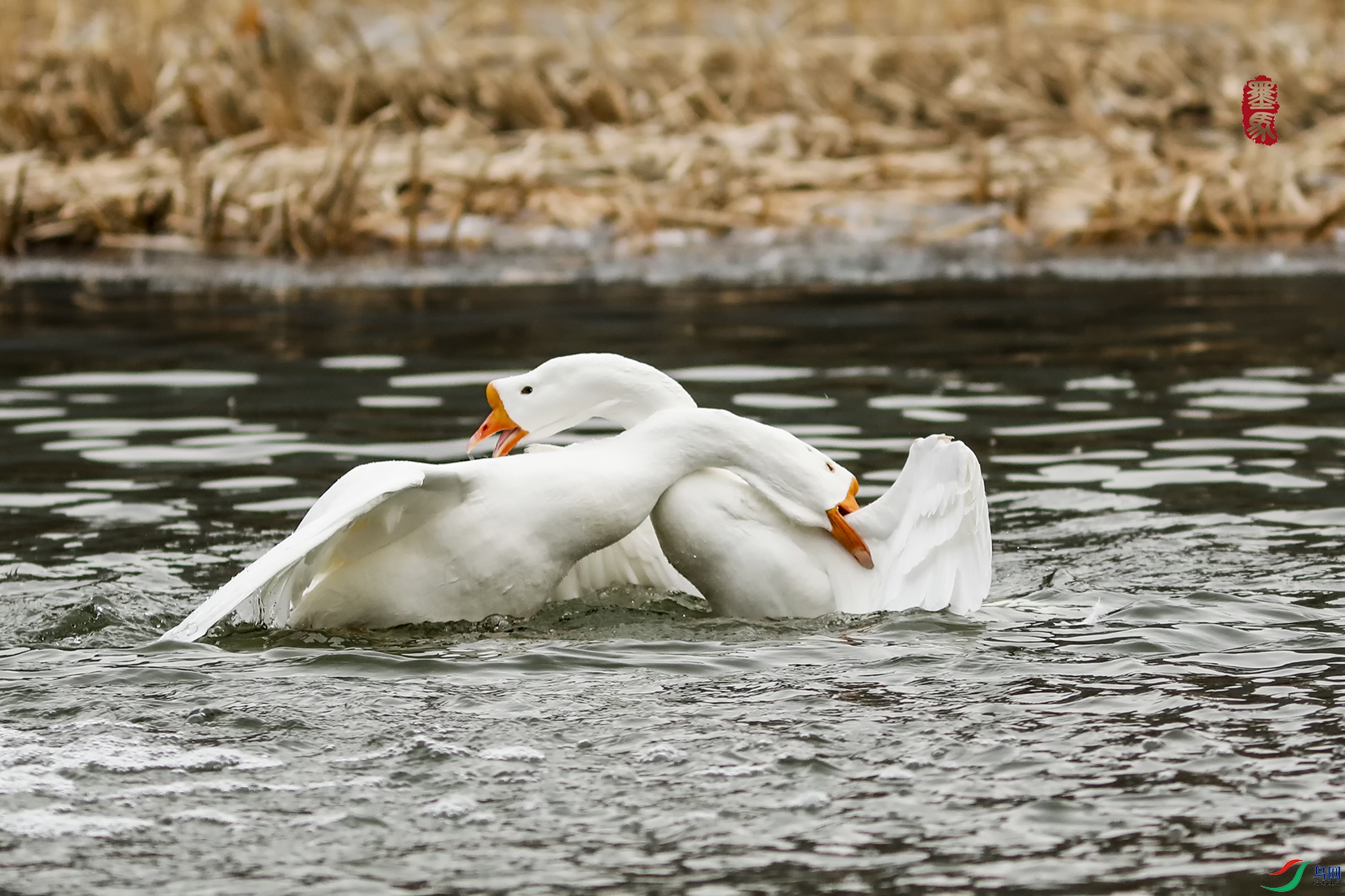 _59A9390.JPG