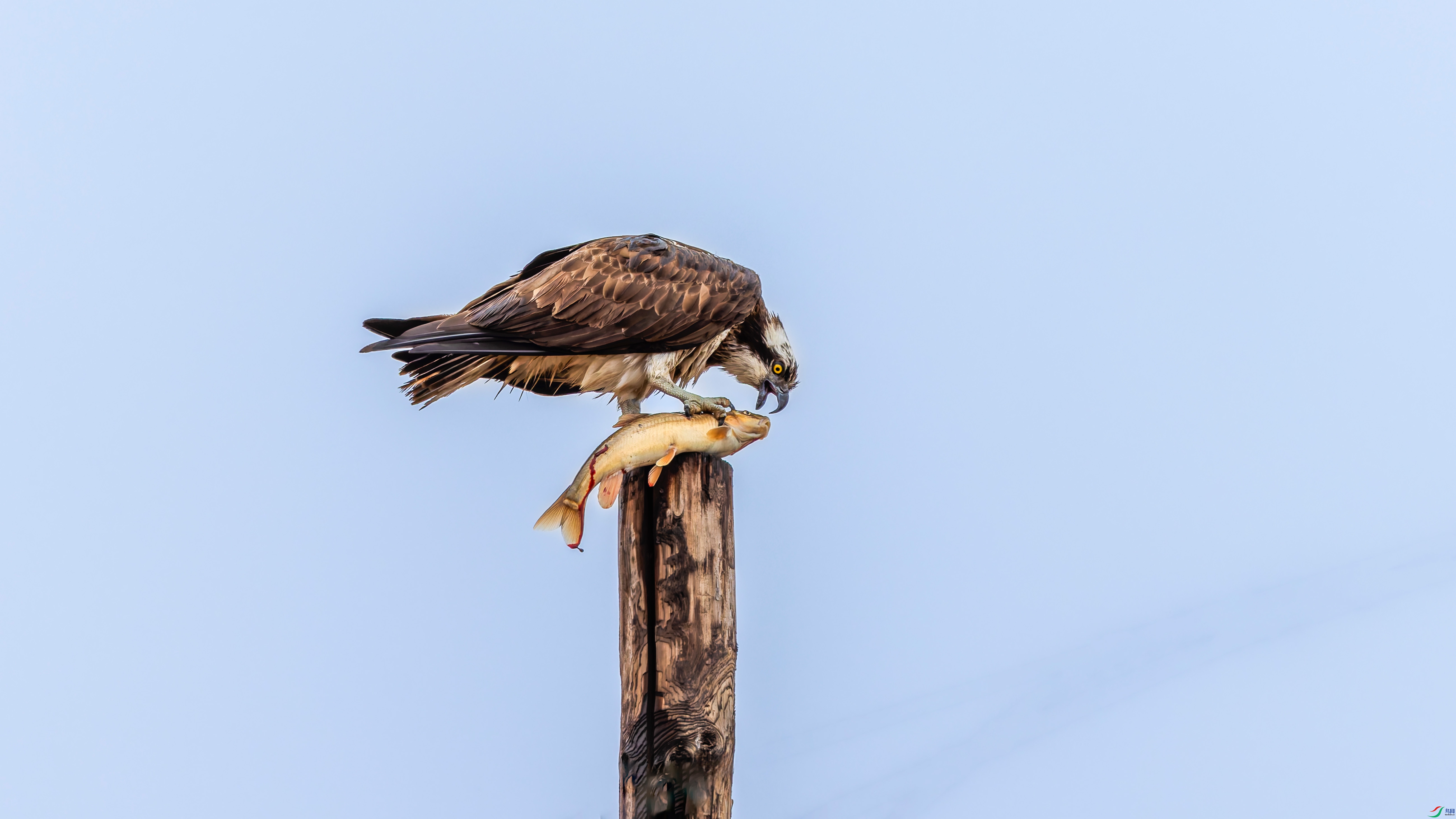 156A3280-DxO_DeepPRIME XD2s_XD ����.jpg