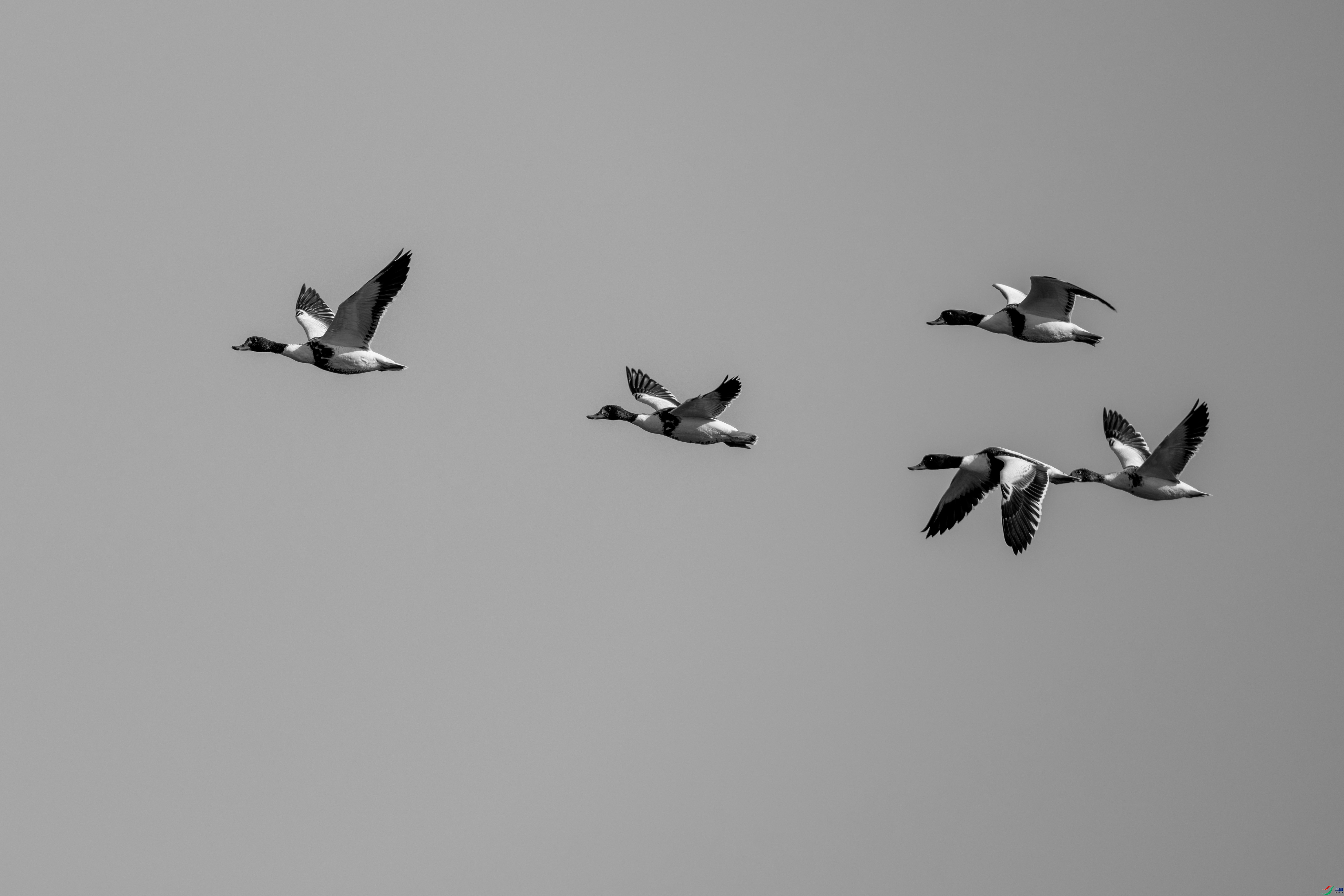 DSC_2146-����.jpg