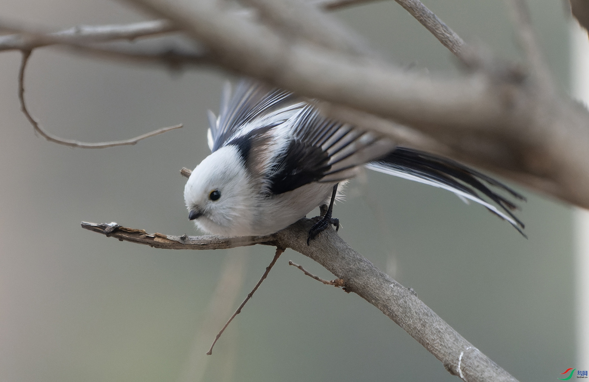 DSC02763-ARW_DxO_DeepPRIME ����.jpg