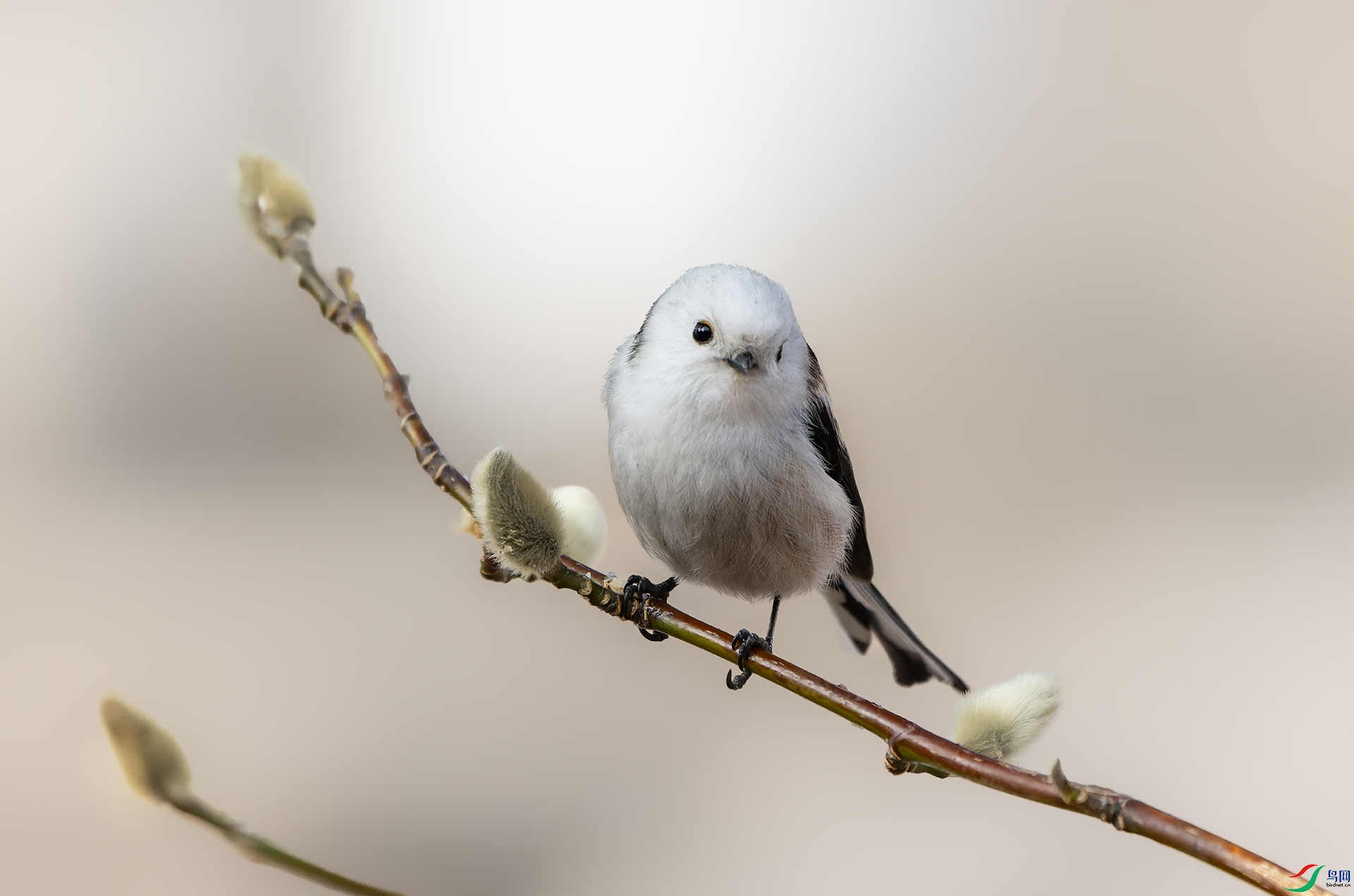 DSC03147-ARW_DxO_DeepPRIME ����.jpg