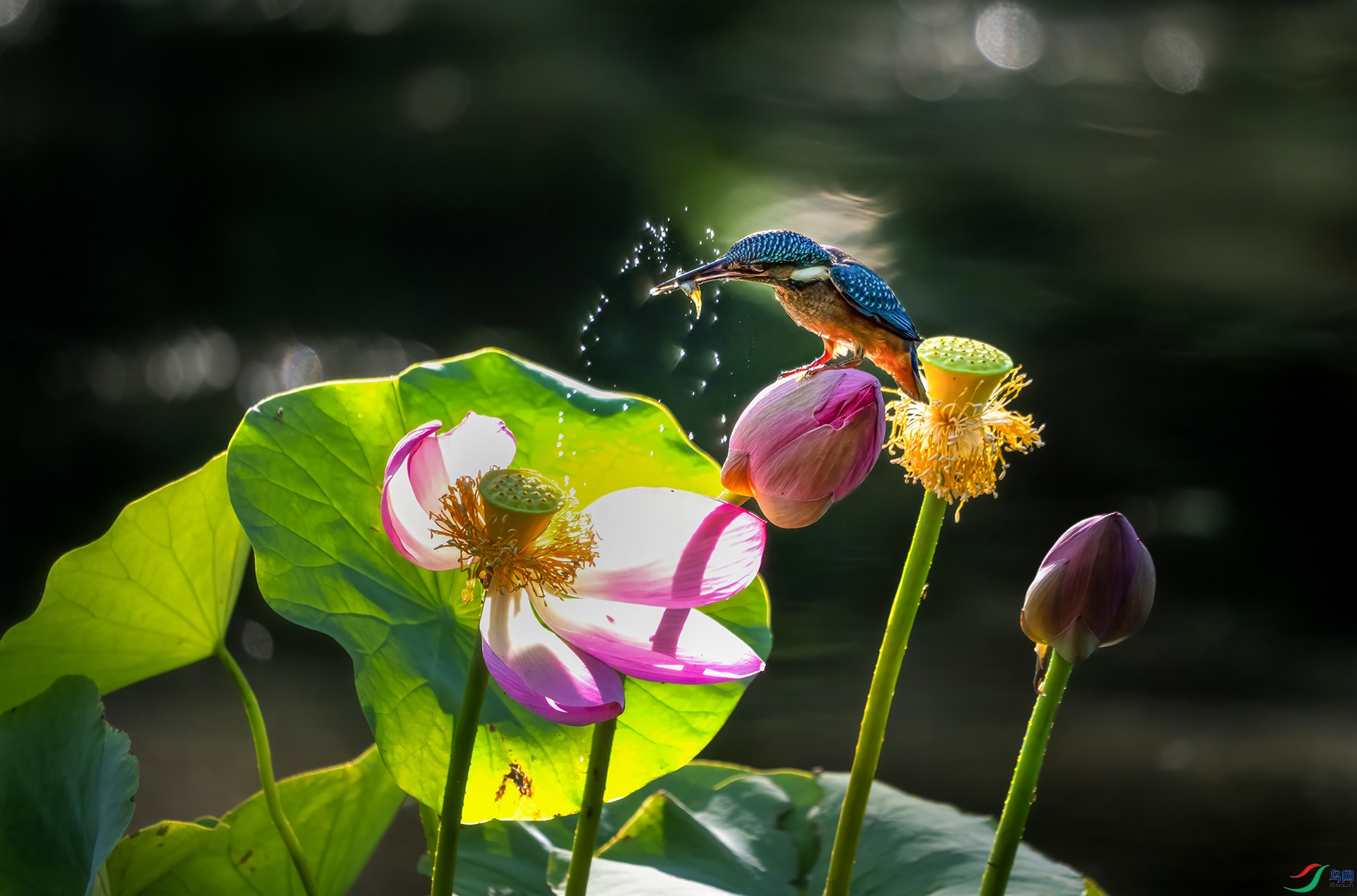 DSC08789 ����.jpg