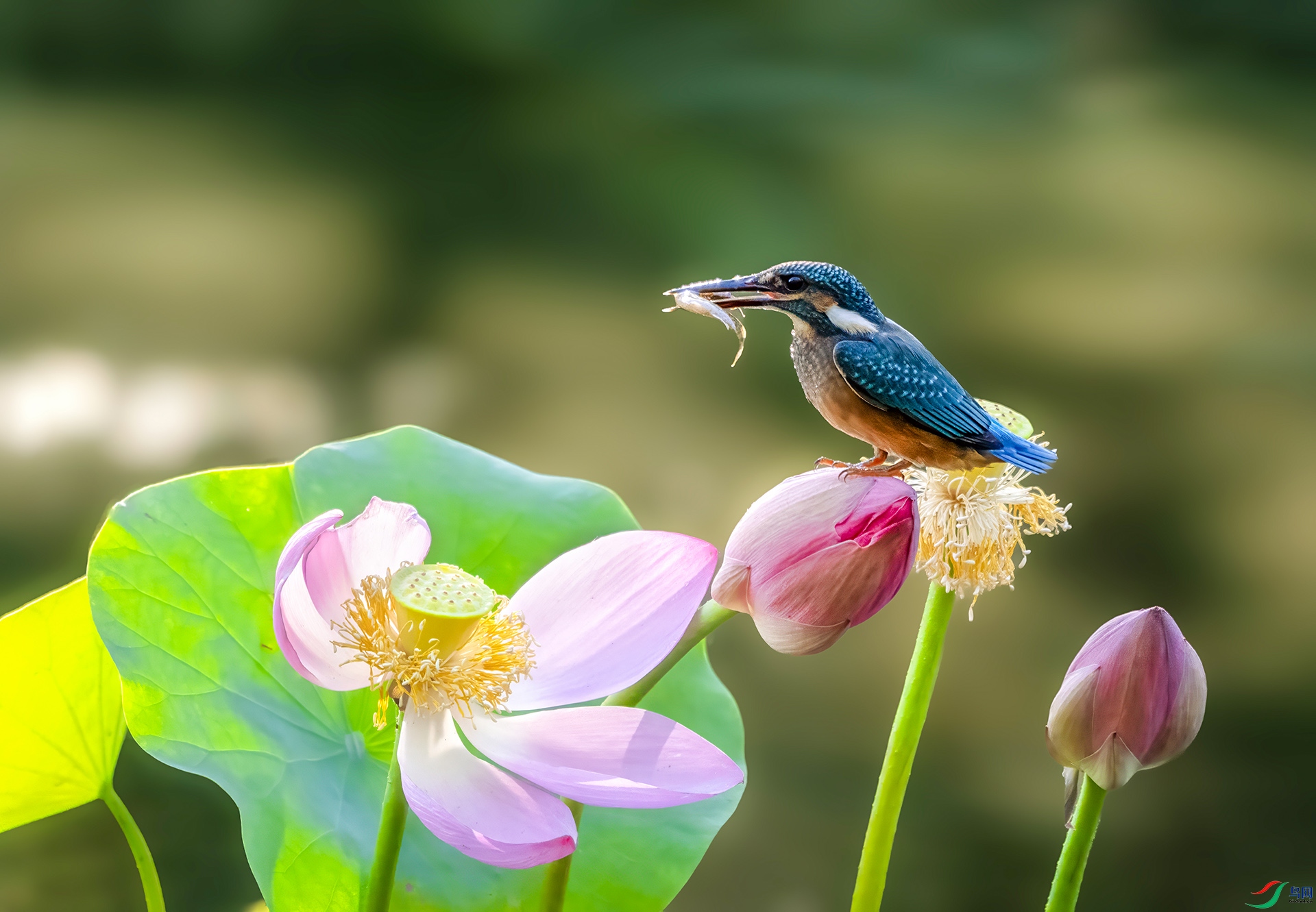 DSC08979 ����.jpg