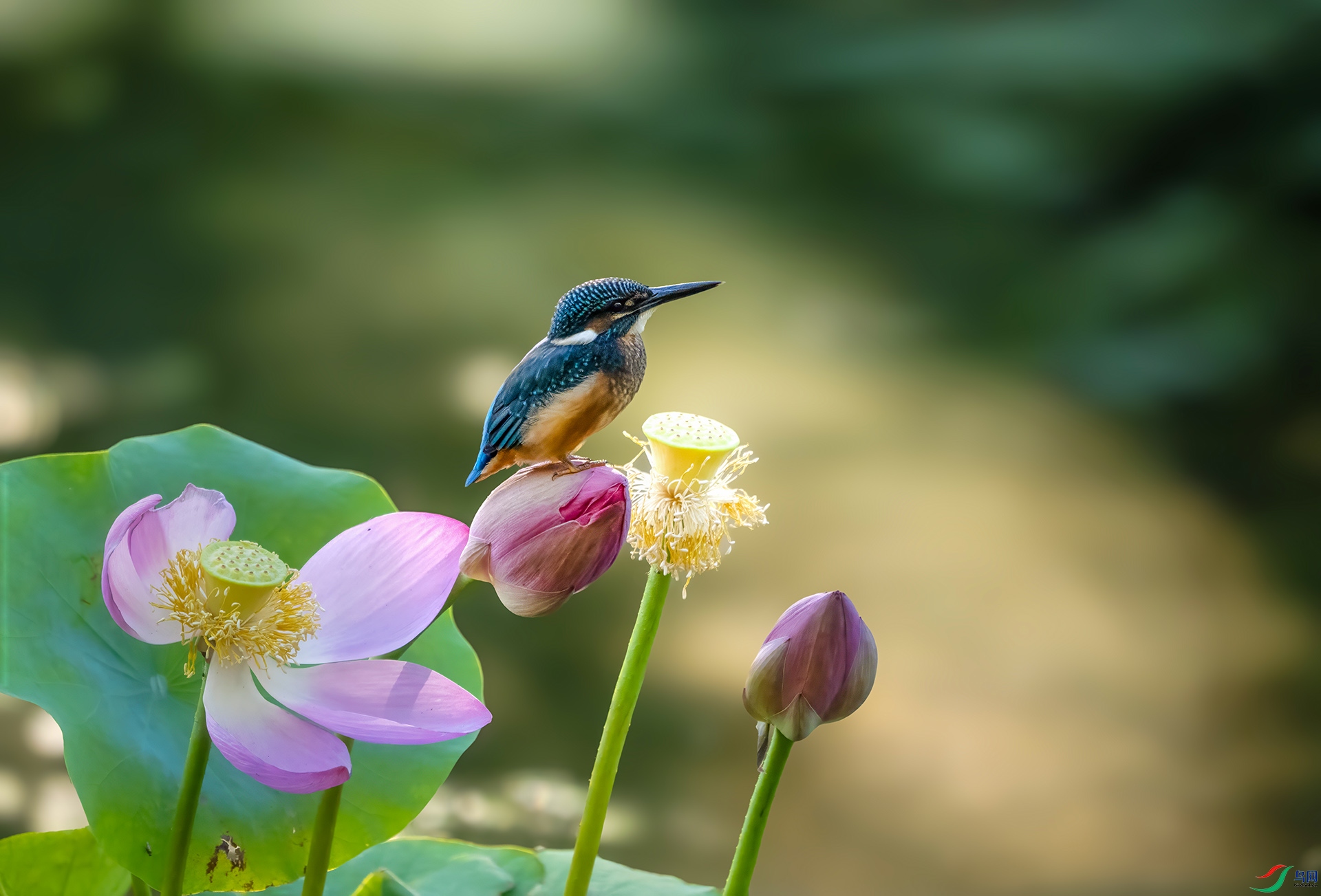 DSC09057 ����.jpg