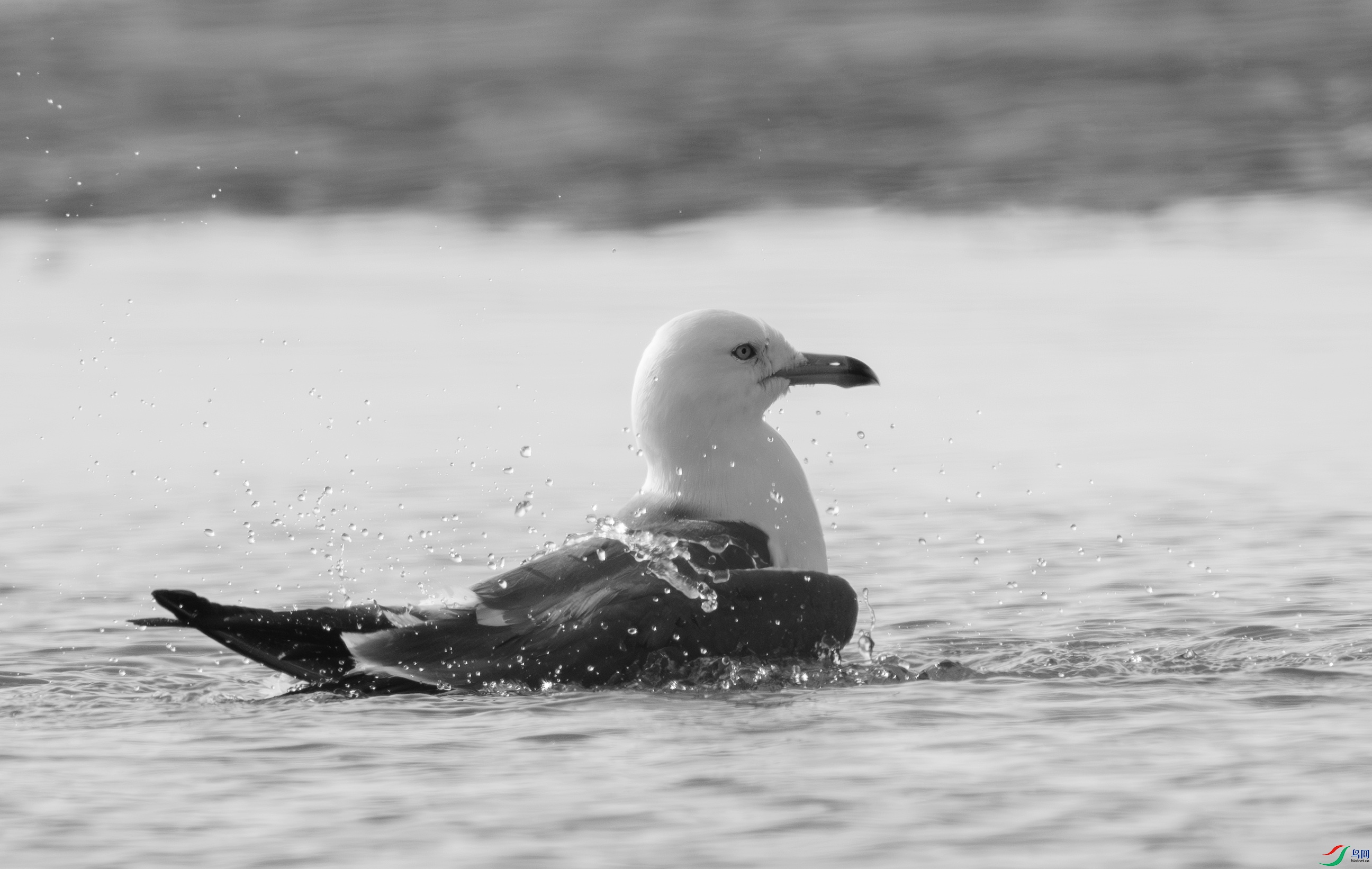 DSC00462-����ǿ-NR ����.jpg