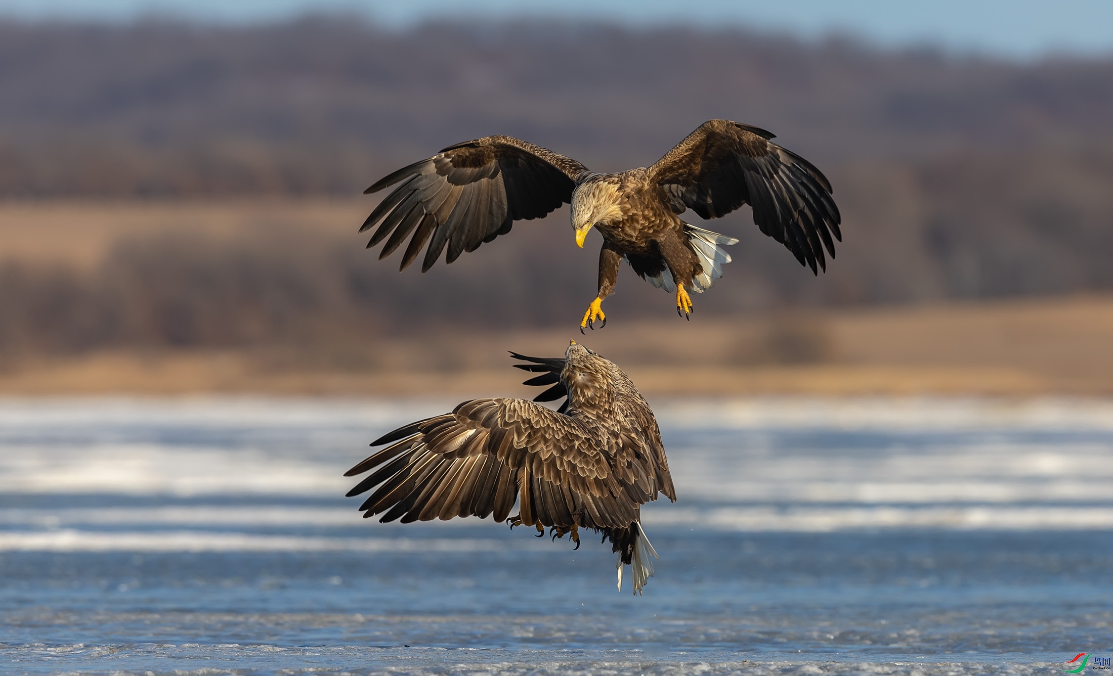 ��β����