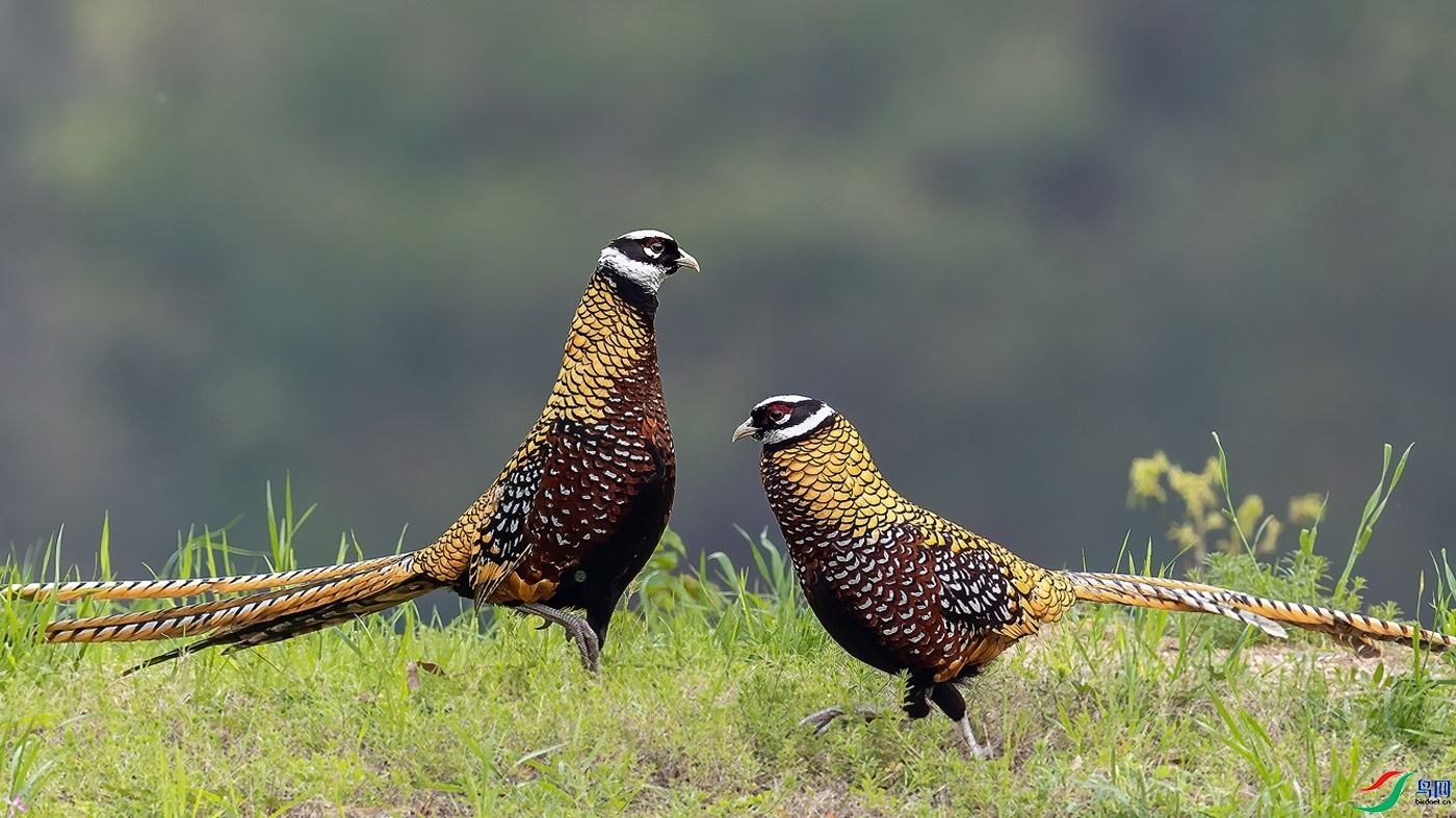 10.17�ƽ�Ҷ��ʦ��Ʒ   ż��  ��ף���ٻ���Ӱʦ������.jpg