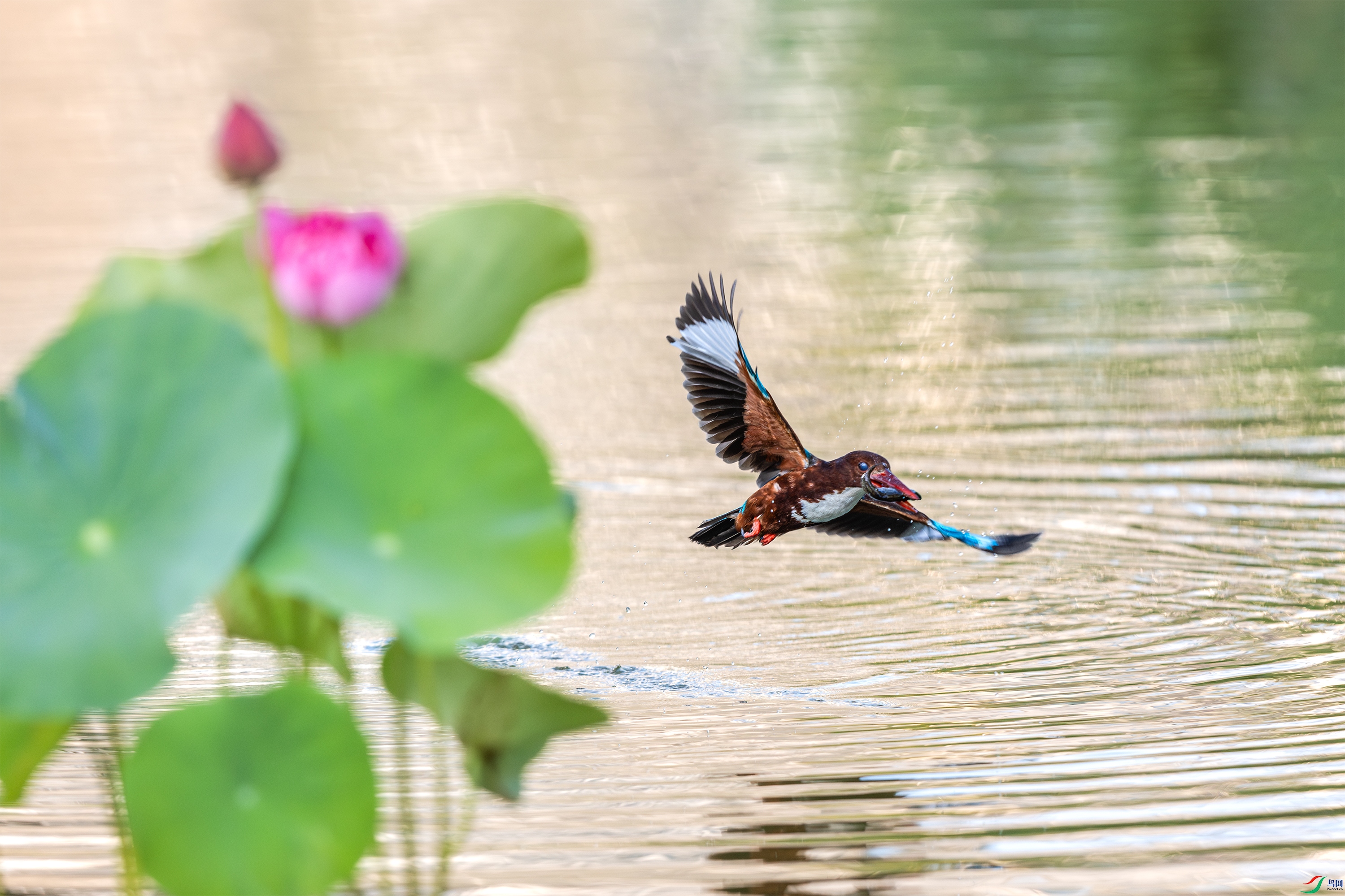 063A1069 ����.jpg