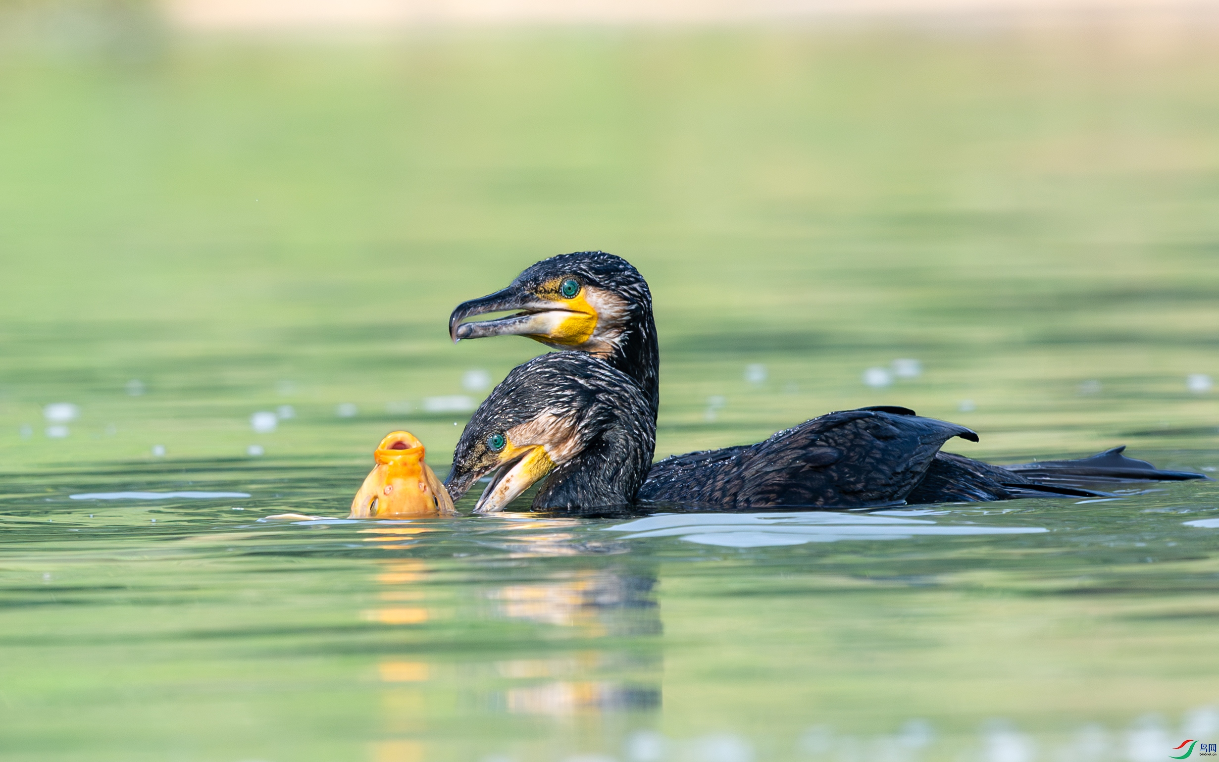 063A1748 ����.jpg