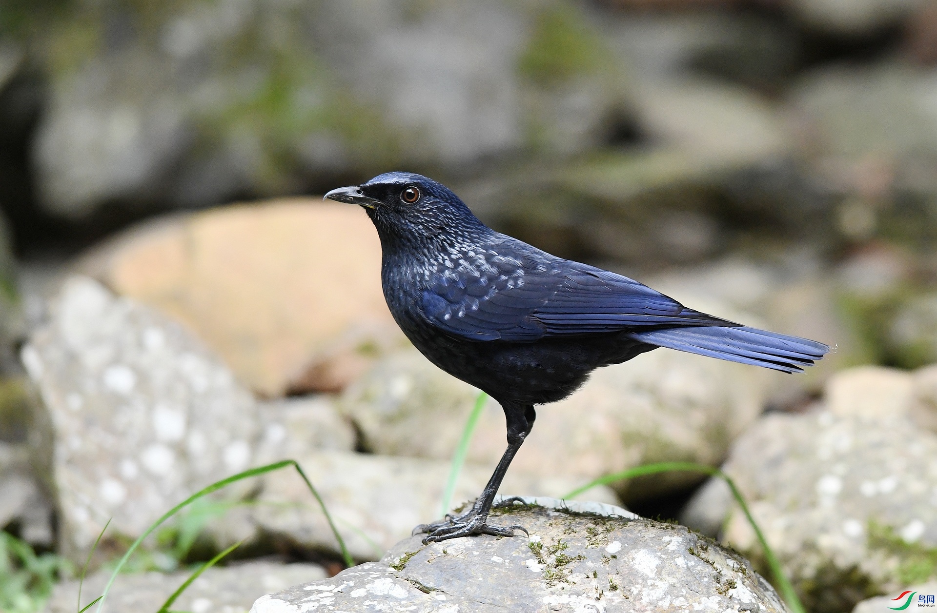 DSC_2662.jpg