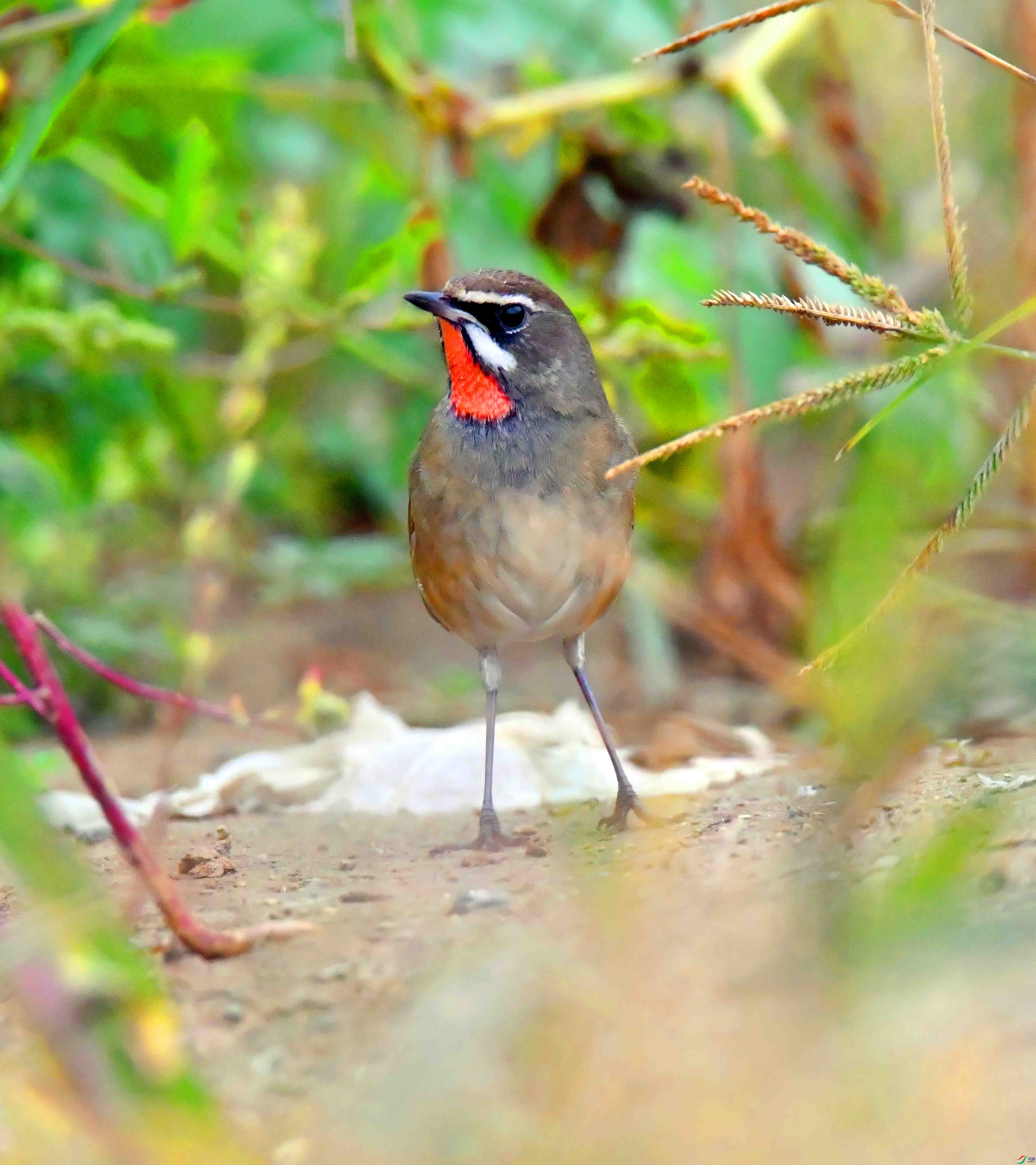 DSC_3335.JPG