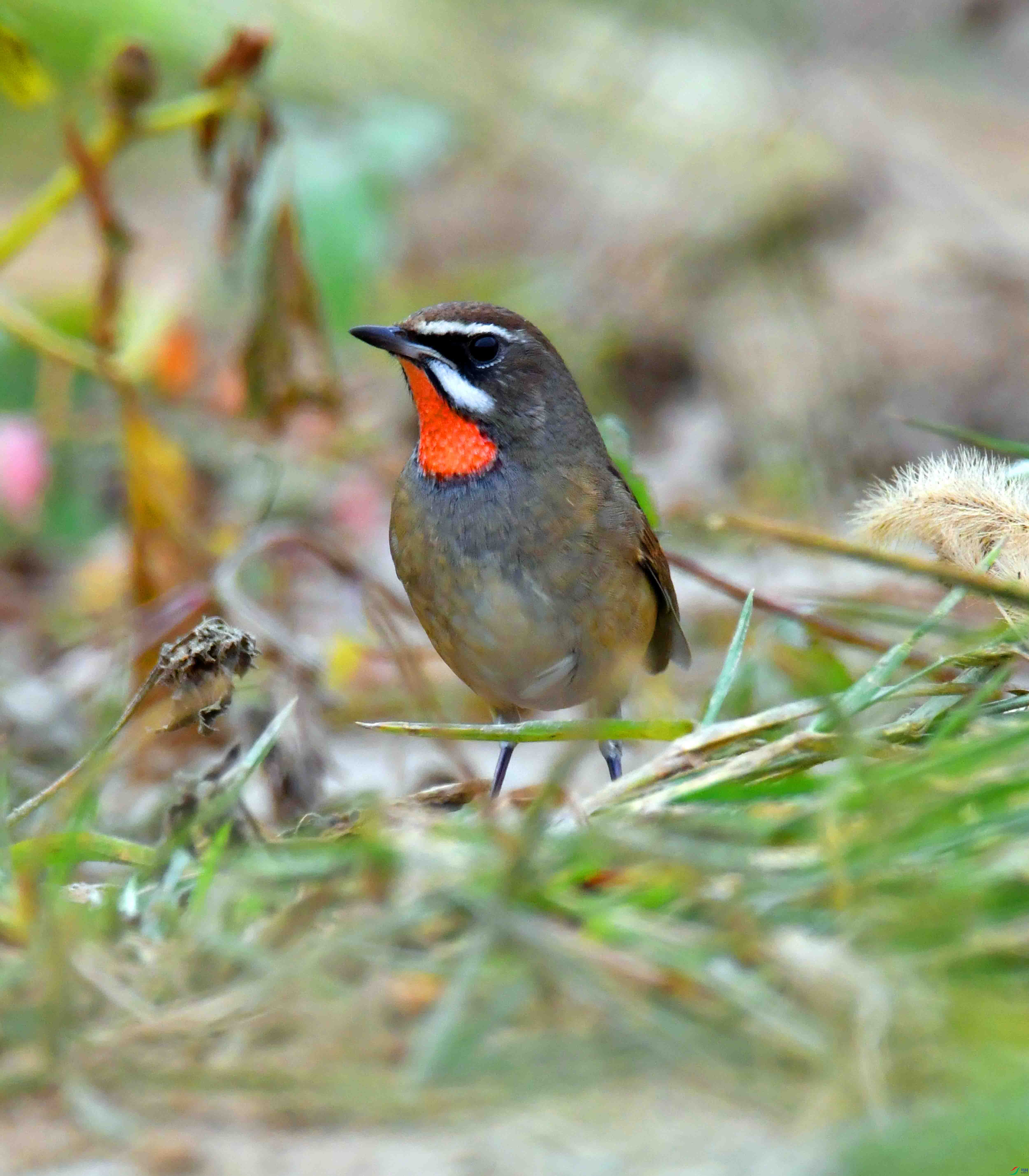 DSC_3371.JPG