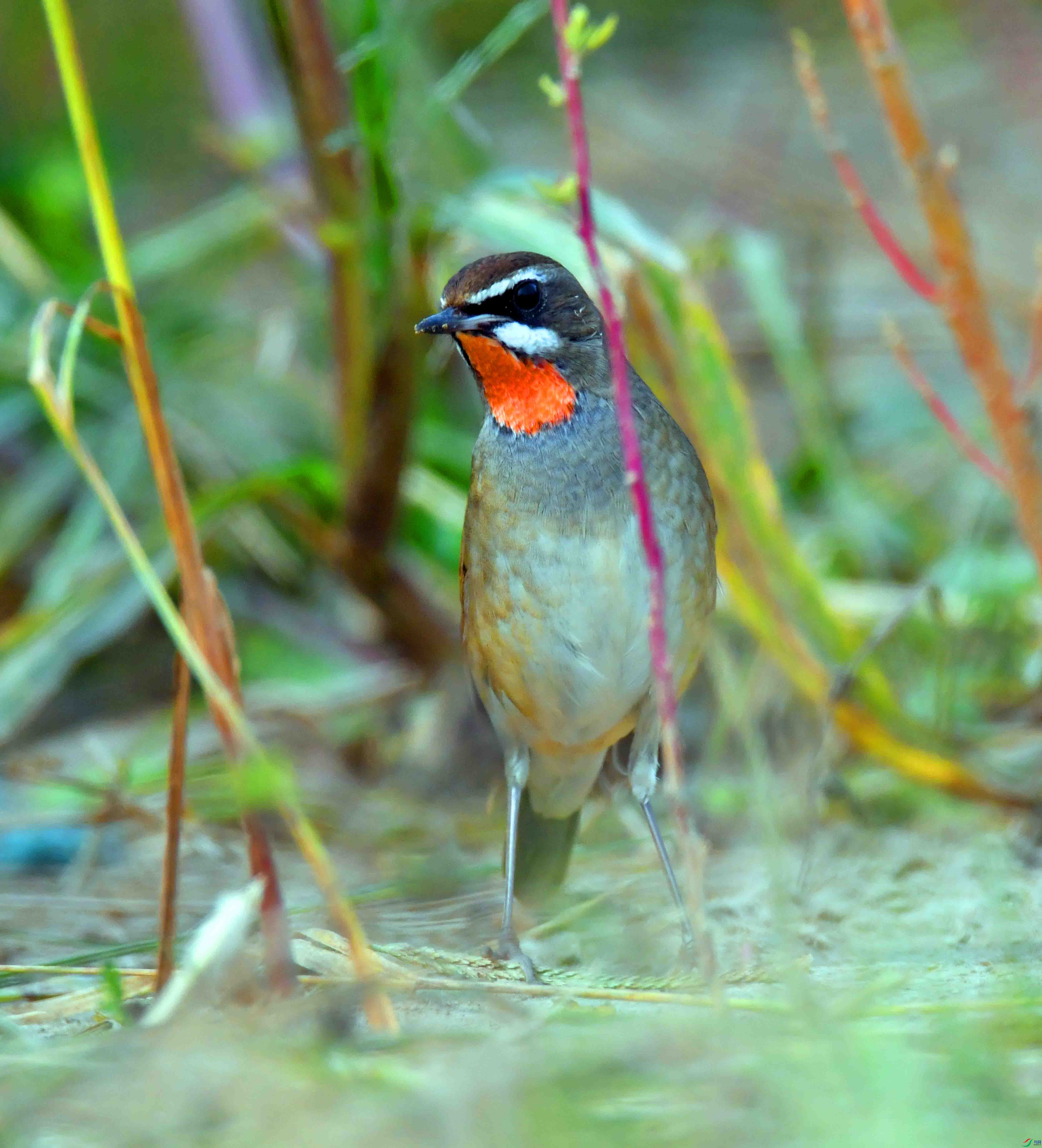 DSC_3503.JPG