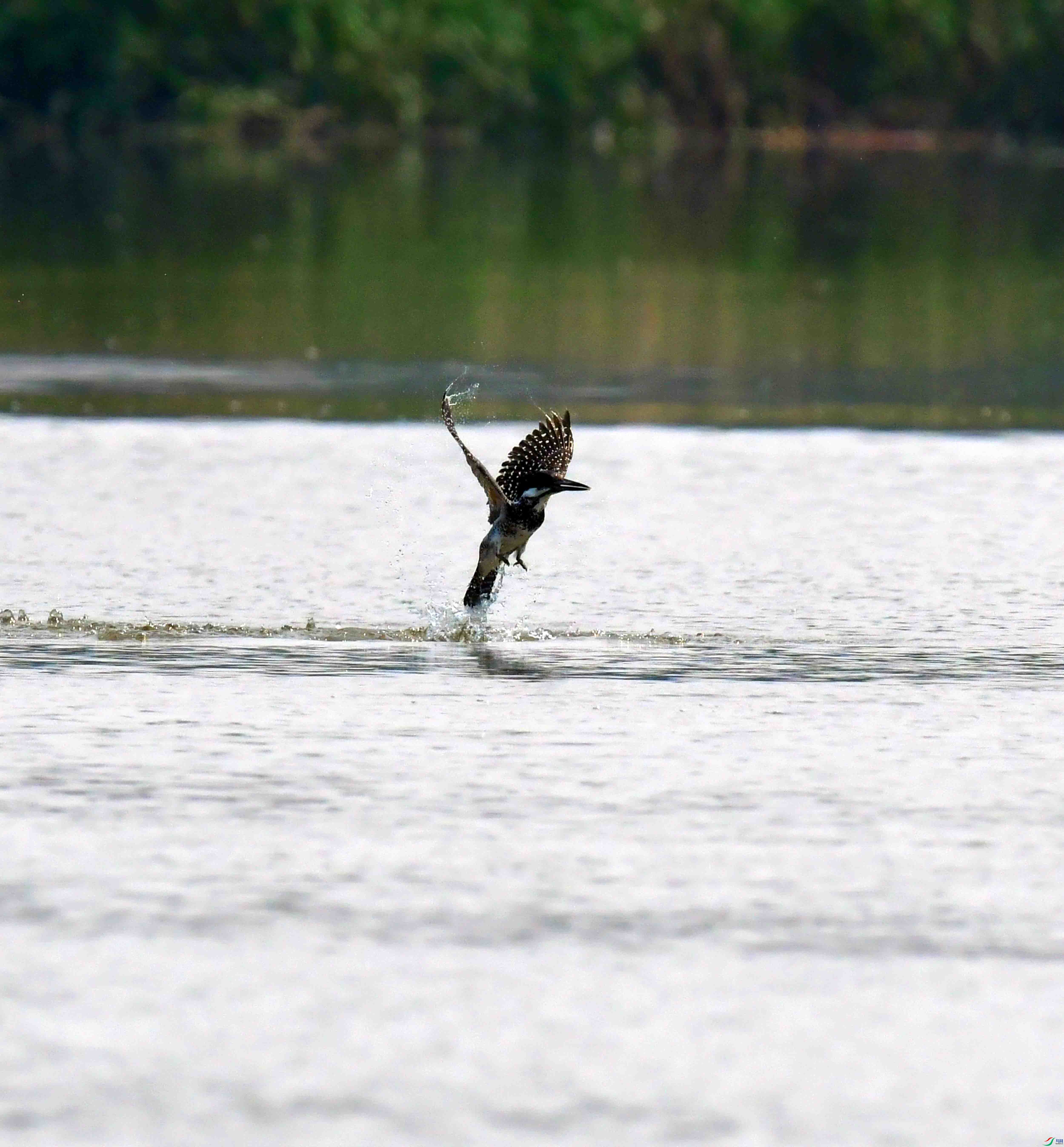 DSC_2300.JPG
