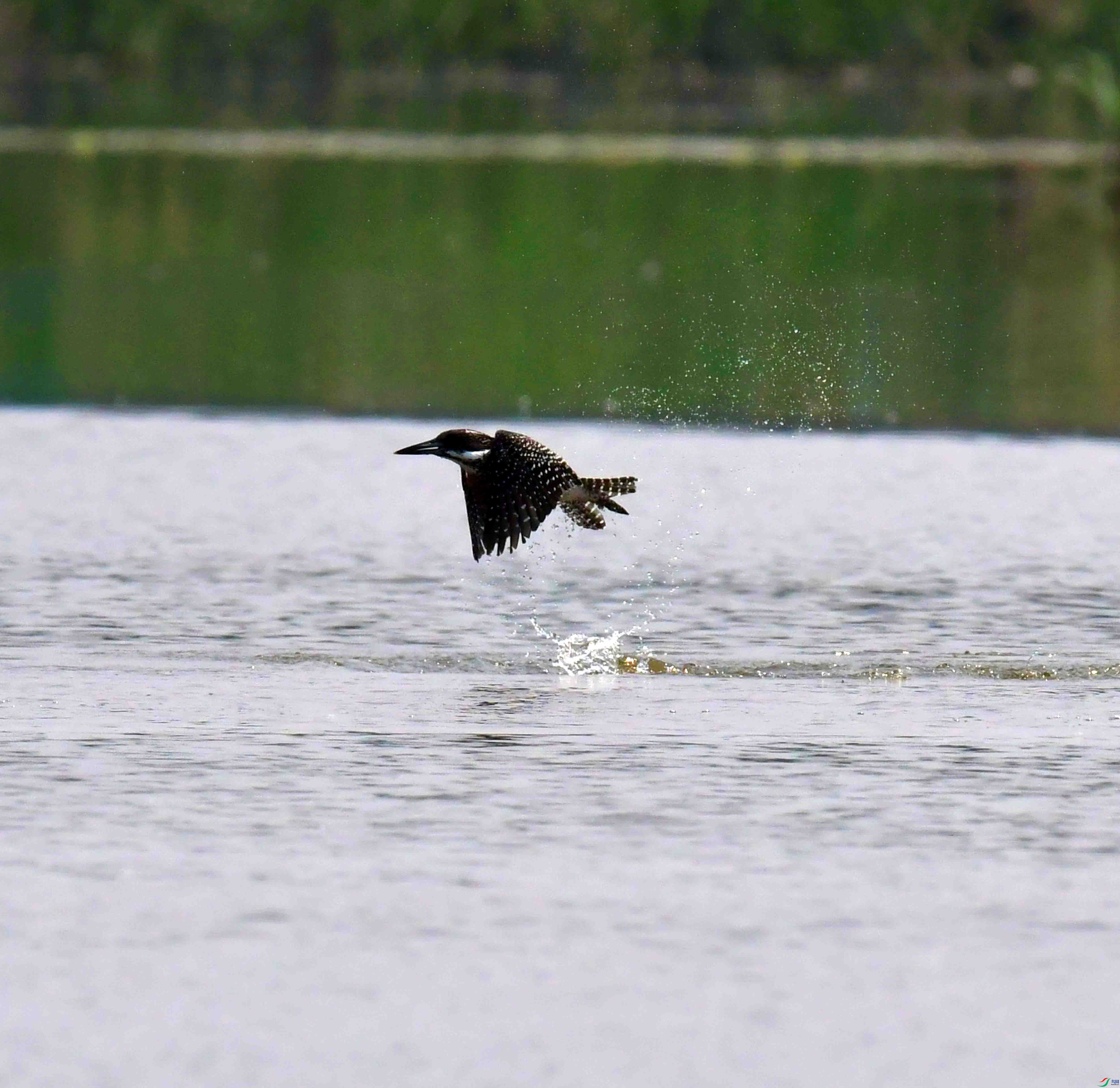 DSC_2289.JPG