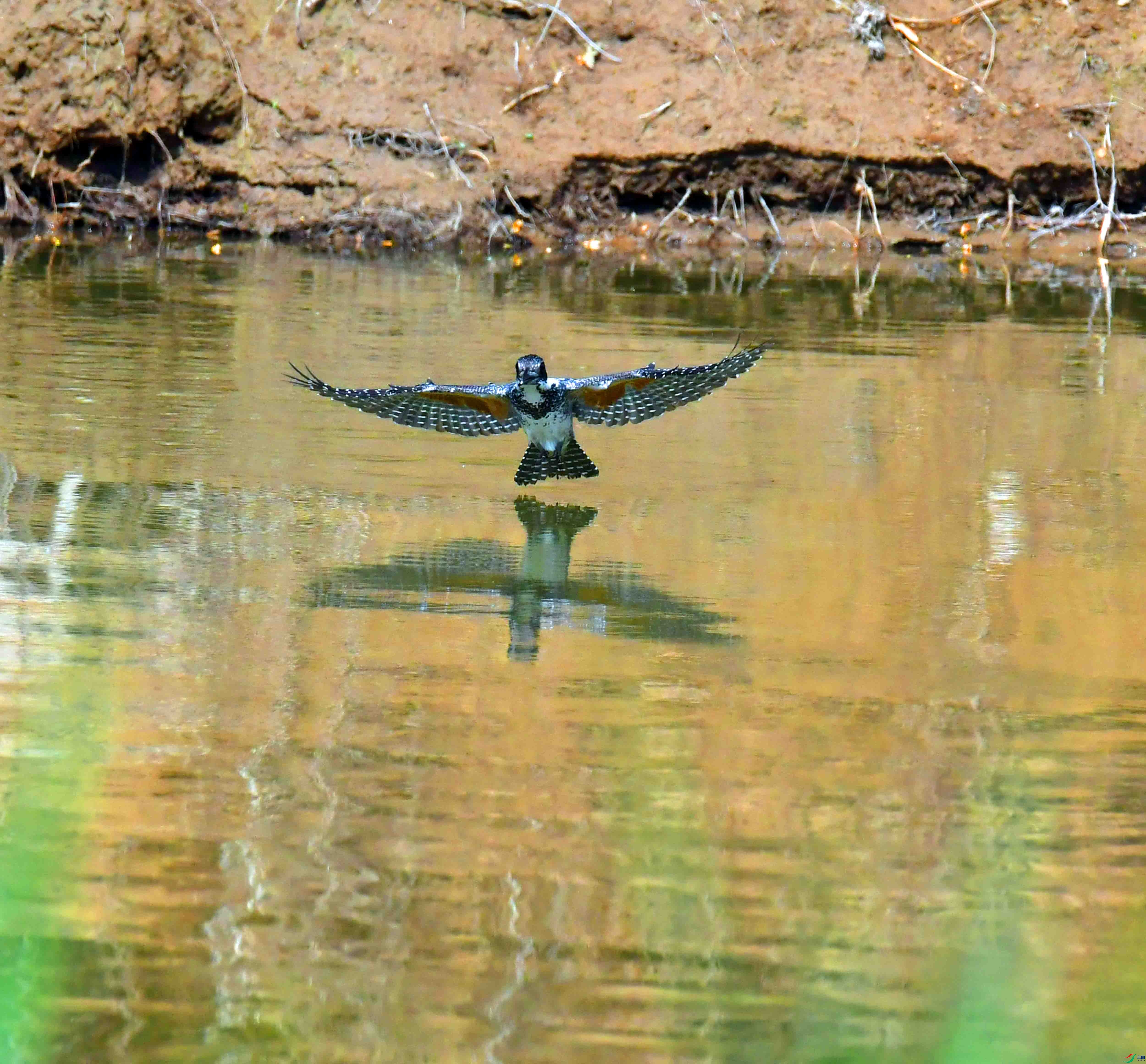 DSC_2998.JPG