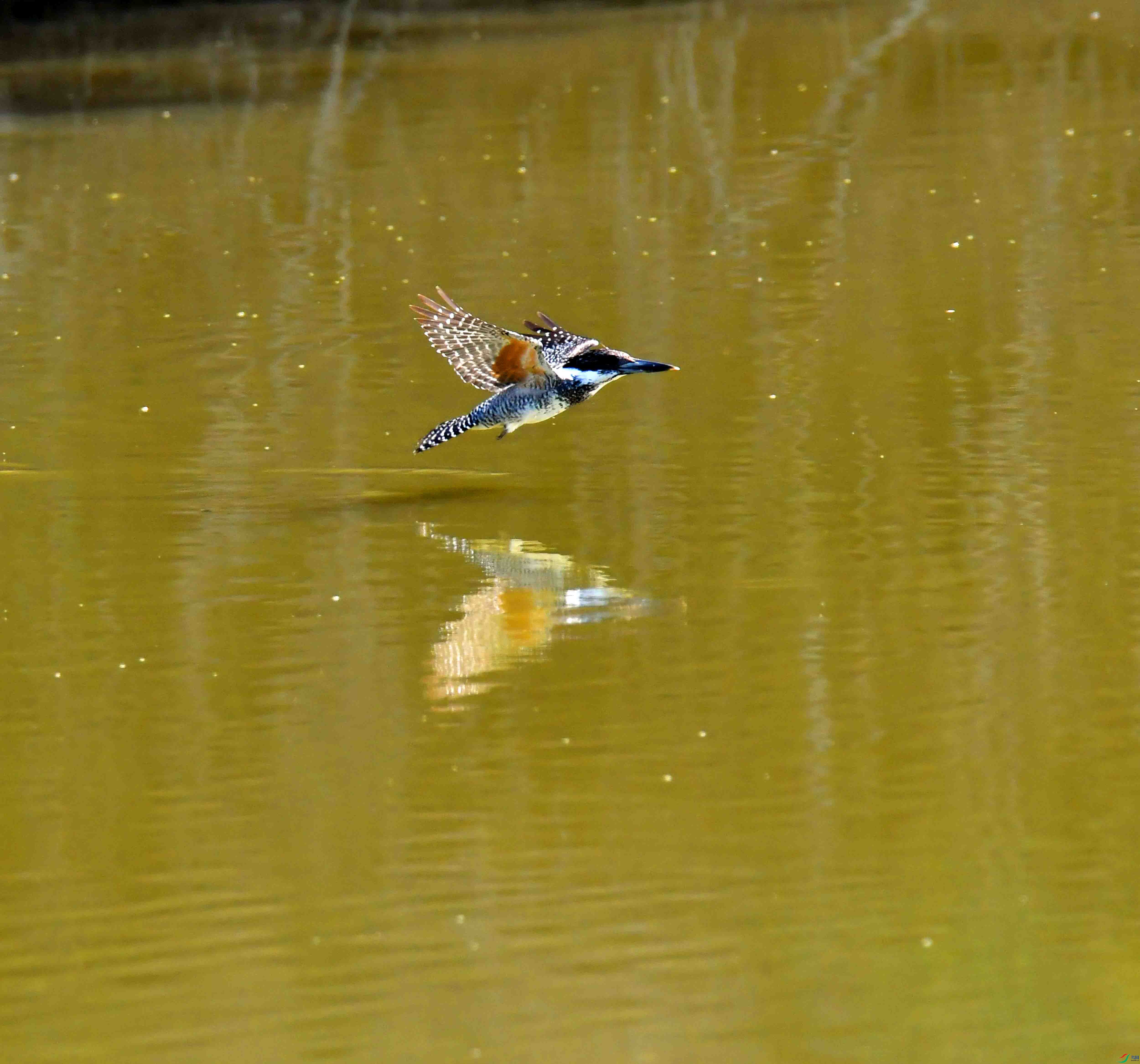 DSC_3468.JPG
