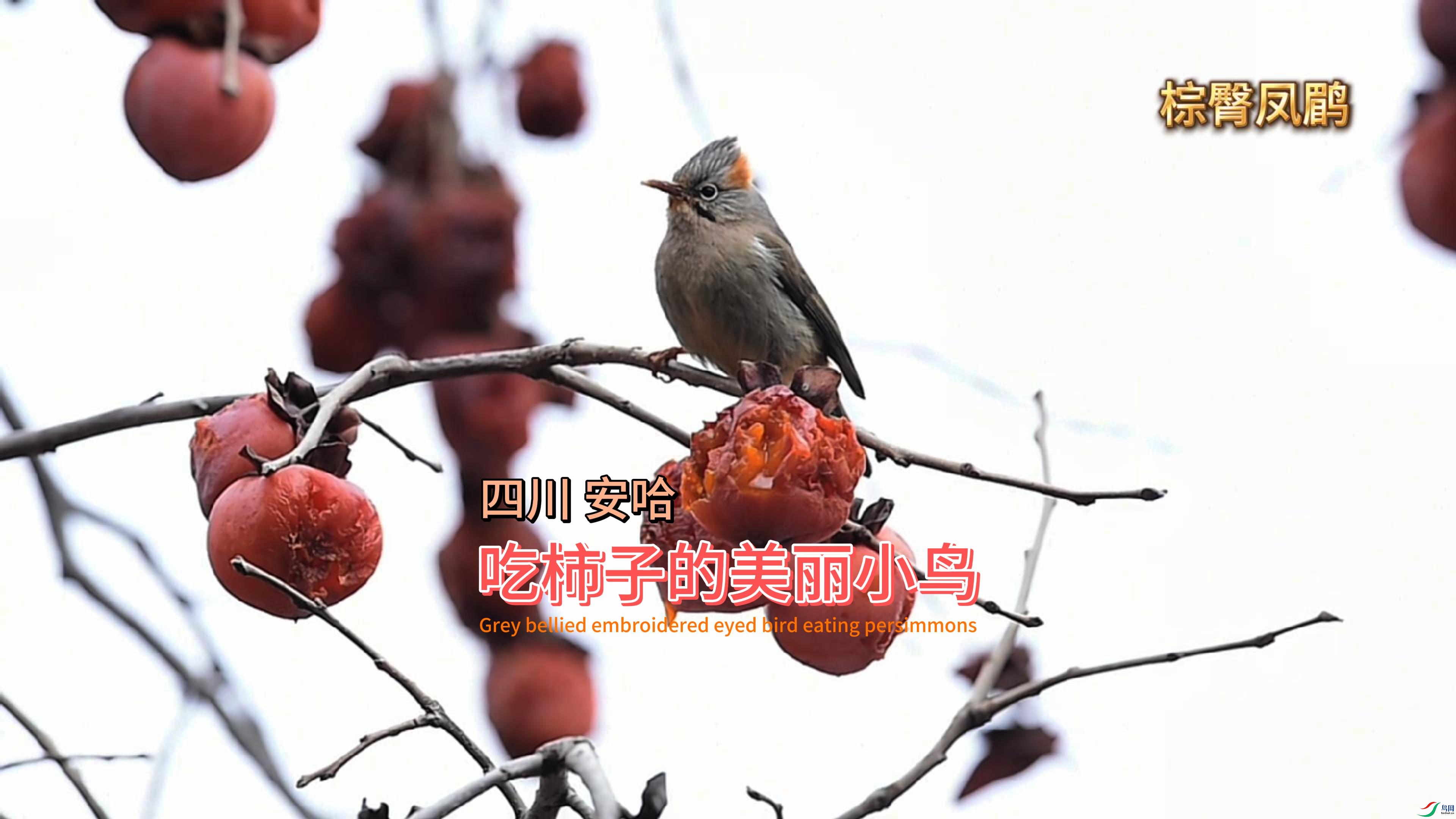 �Ĵ� ���� �����ӵ�����С��-����.jpg