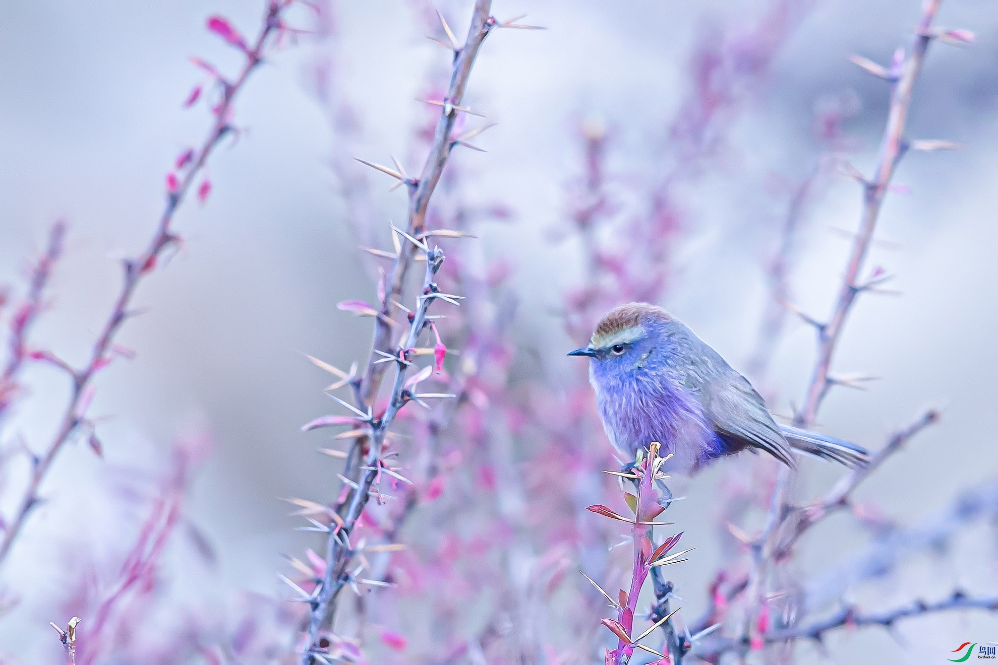 CI6W1169 ��������ȸݺ.jpg