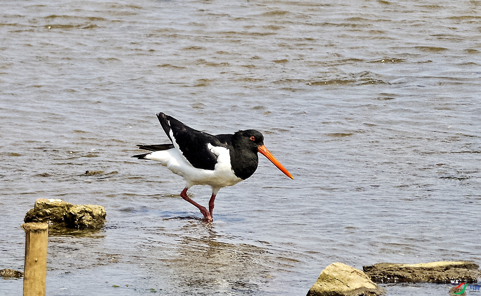 Picture 12803675.jpg