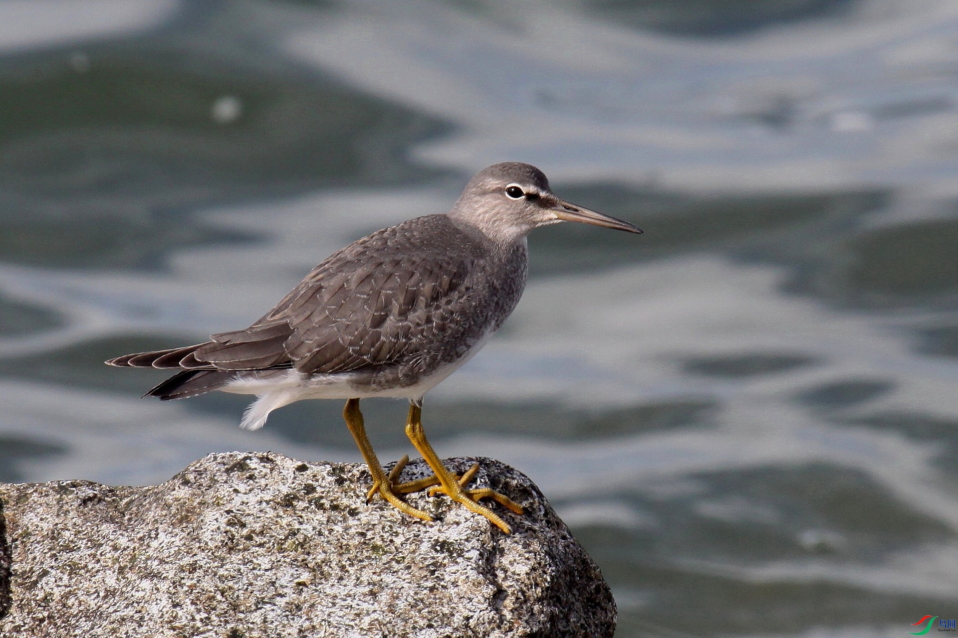 Iona040909 207zt.jpg