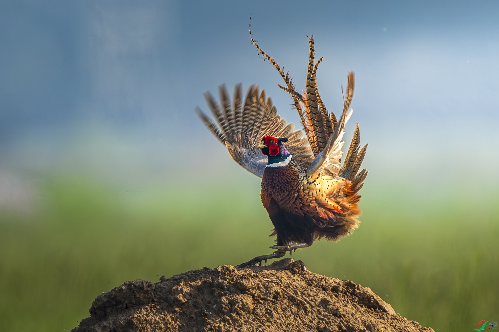 1_XXL9463-����ǿ-NR-1 2.jpeg