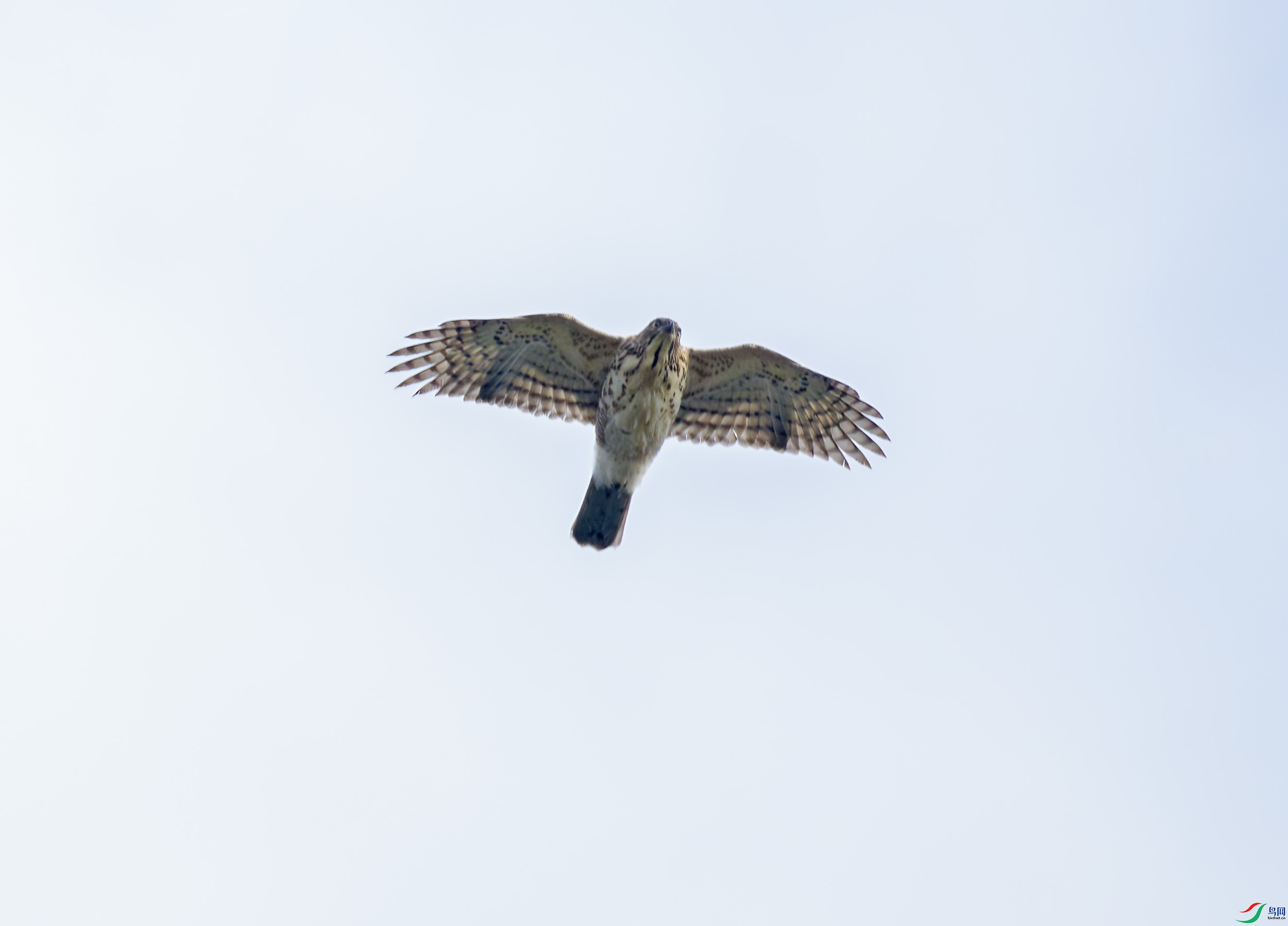 G47A9865-����ǿ-NR ����.jpg