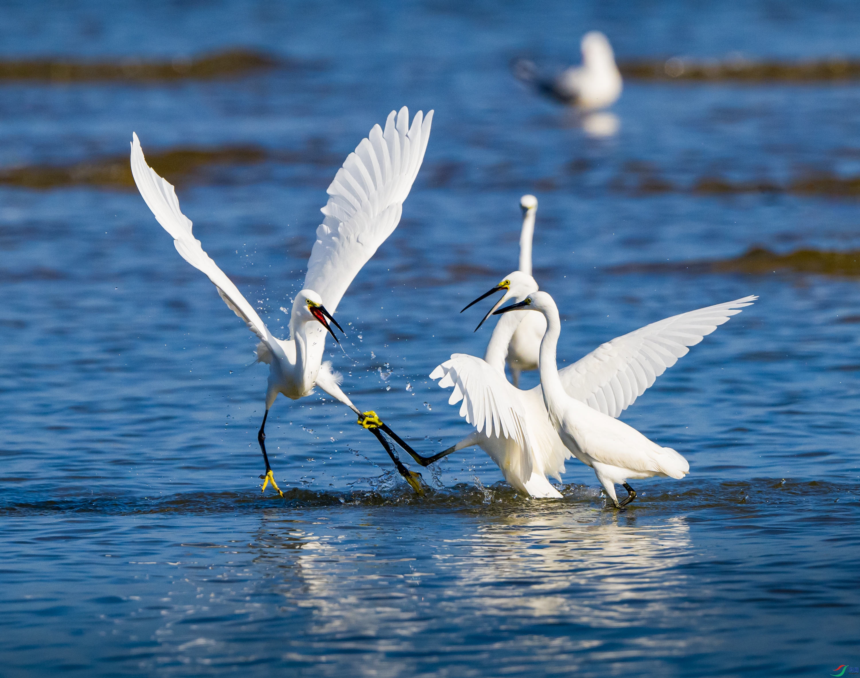 DSC_8024-����.jpg
