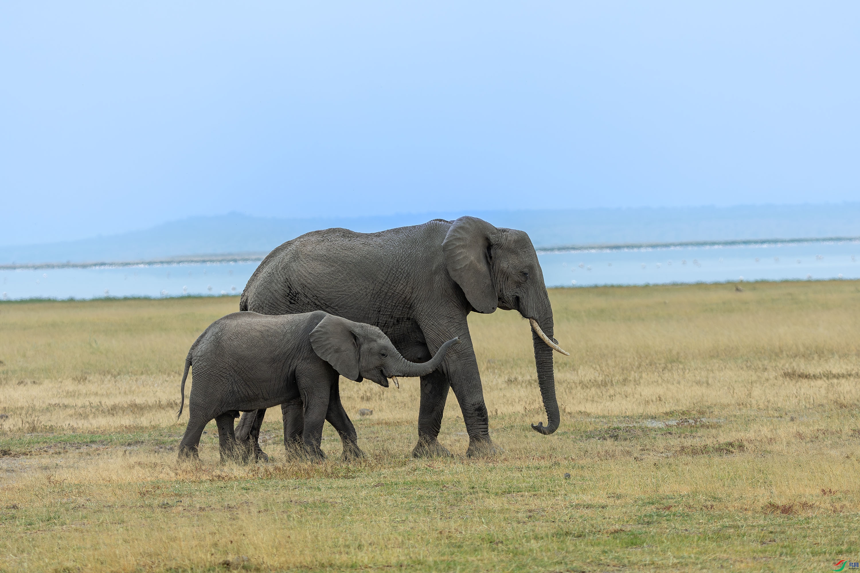 _72A7350-����ǿ-NR.JPG