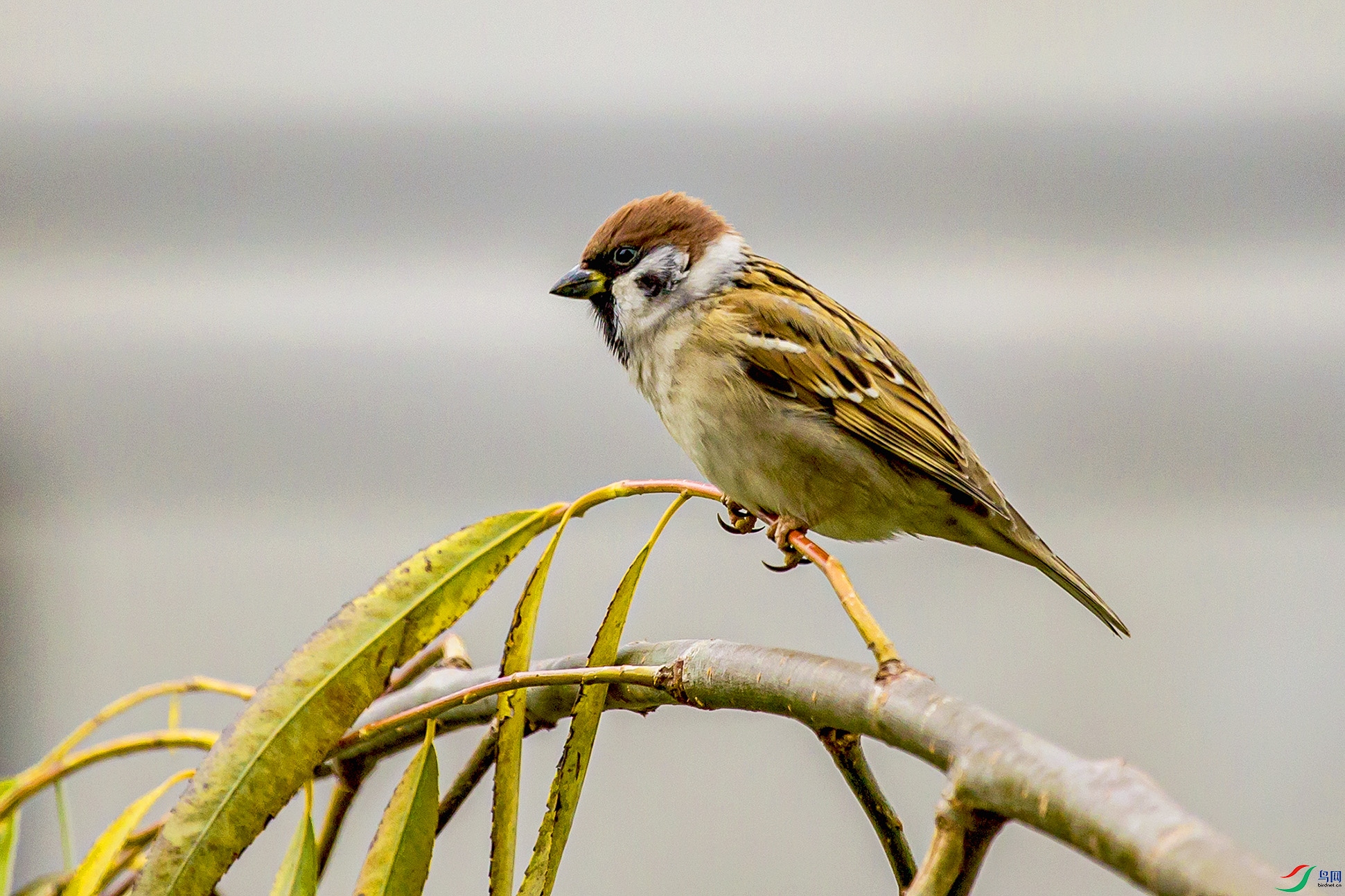 _MG_1709 ����.jpg