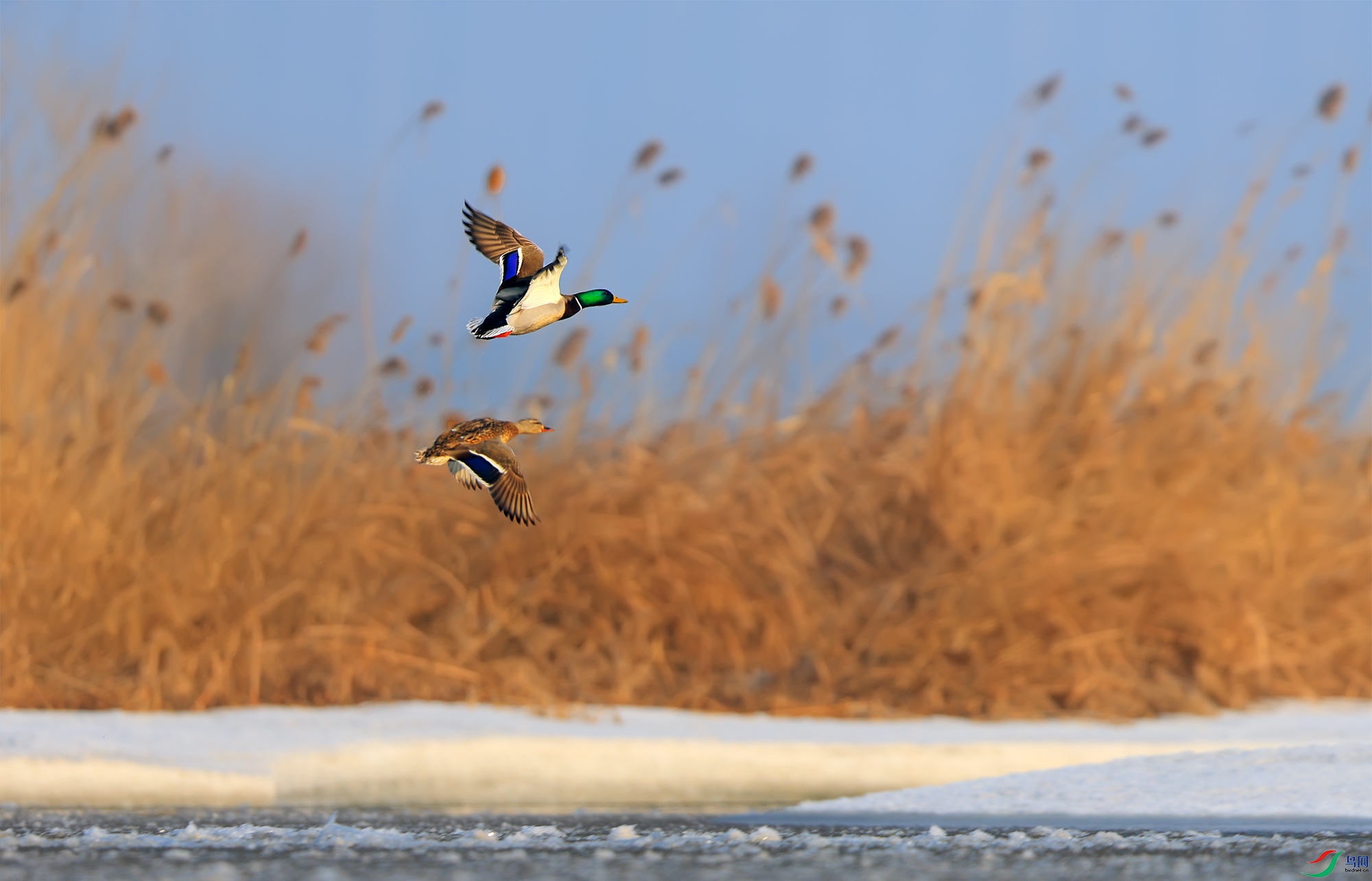 0E8A2425 ����.jpg