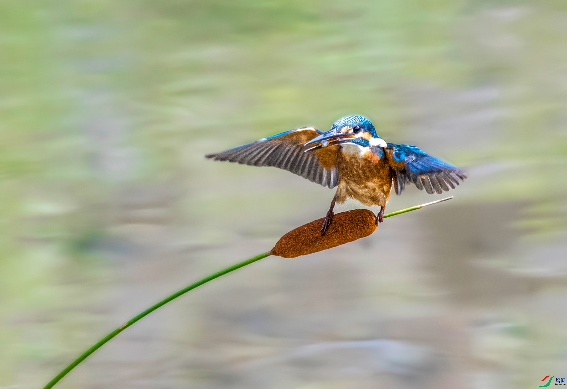 DSC_8153 ����.jpg