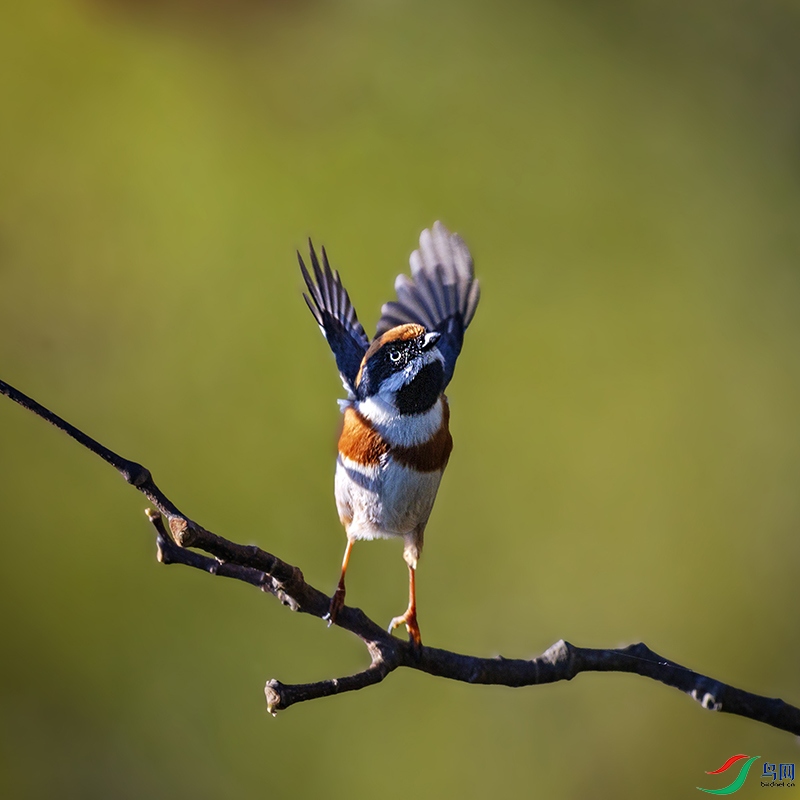 _L4I8631��ͷ��βɽȸ-�� ����.jpg