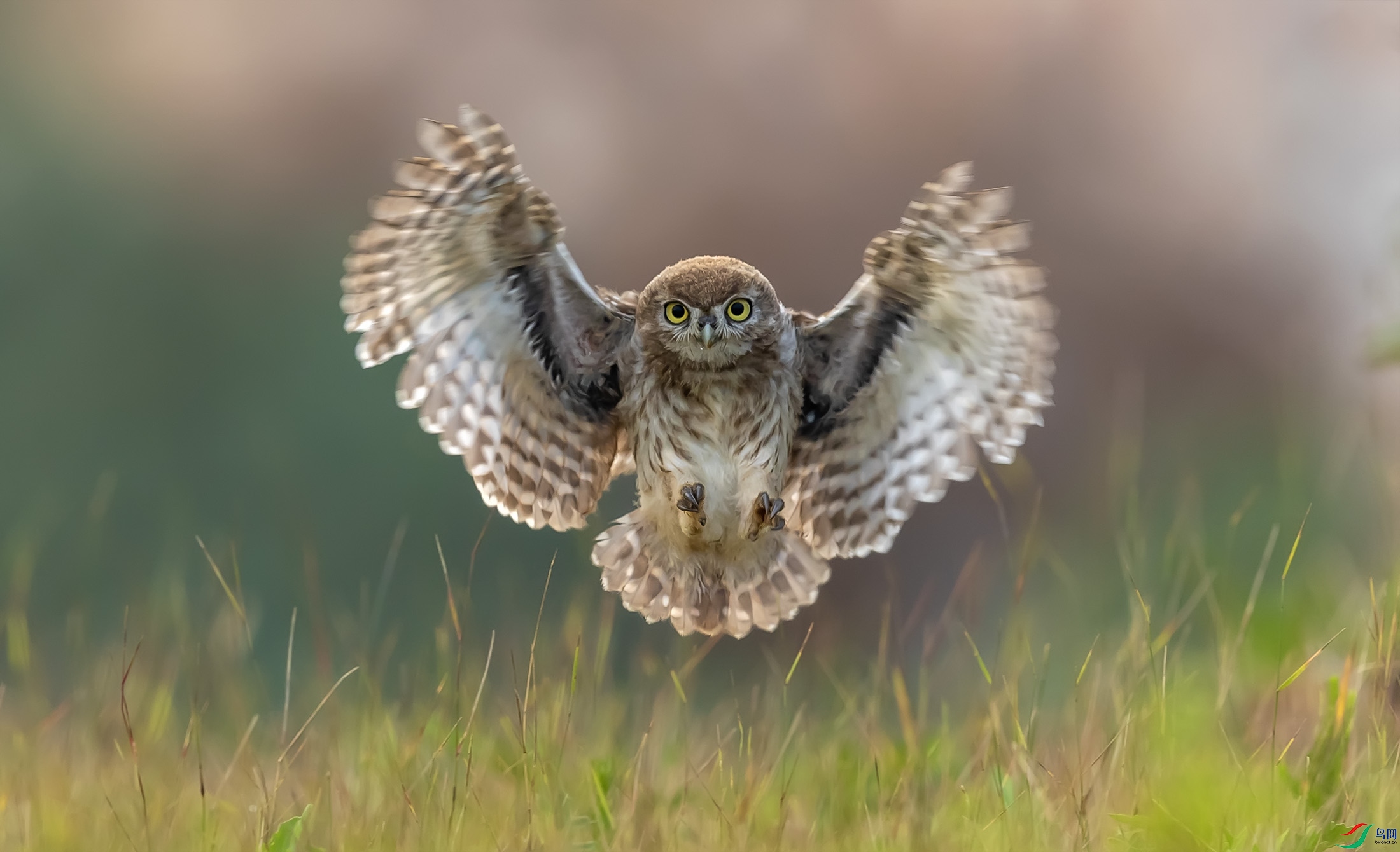 ���Ƹ�С�^