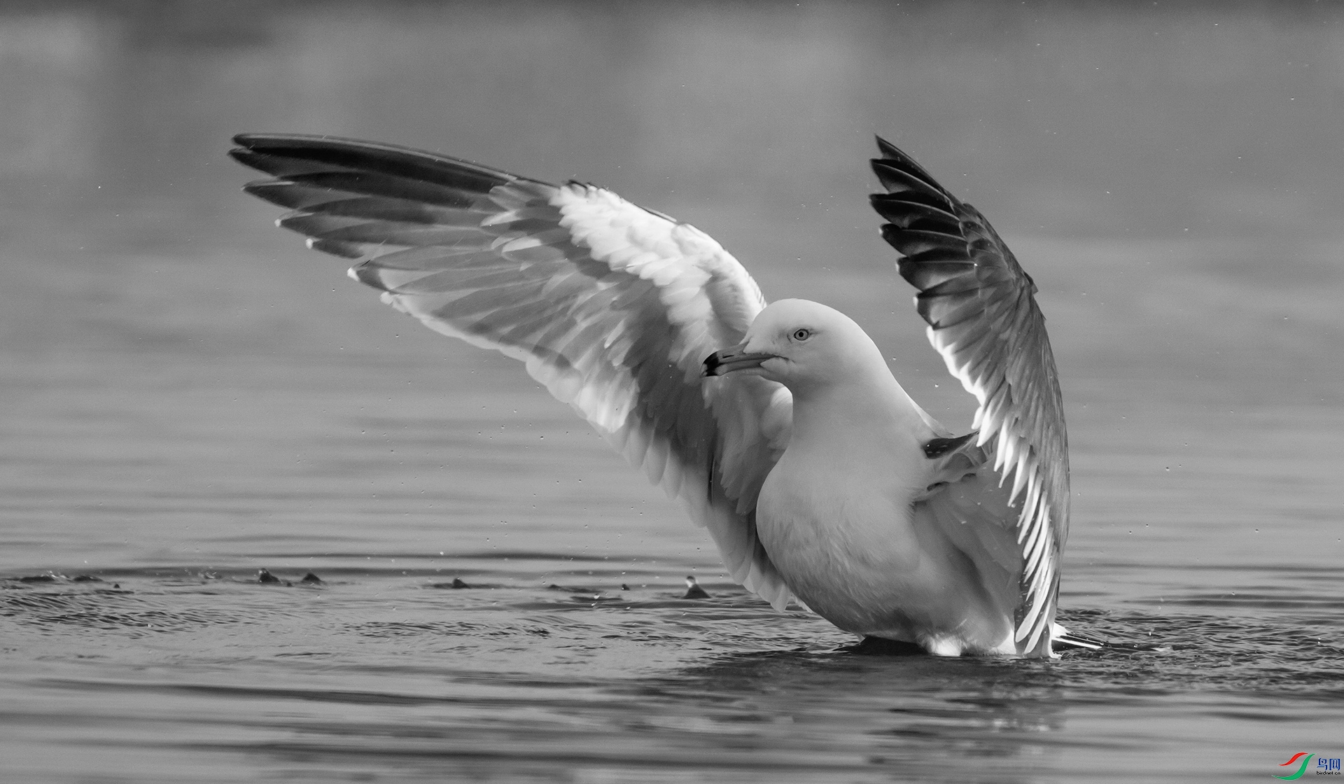 DSC01334 ����.jpg