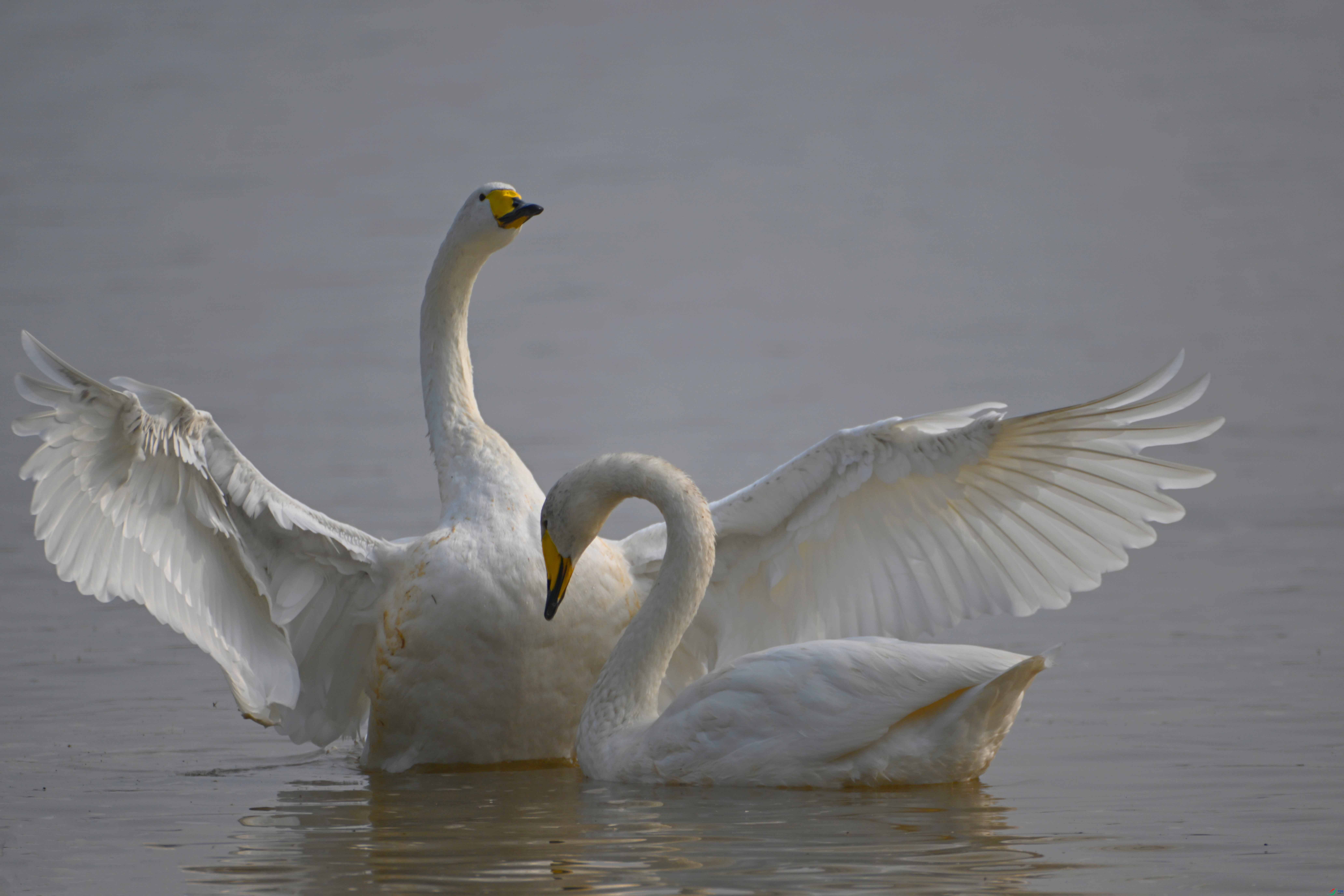 DSC_2871 ����.jpg