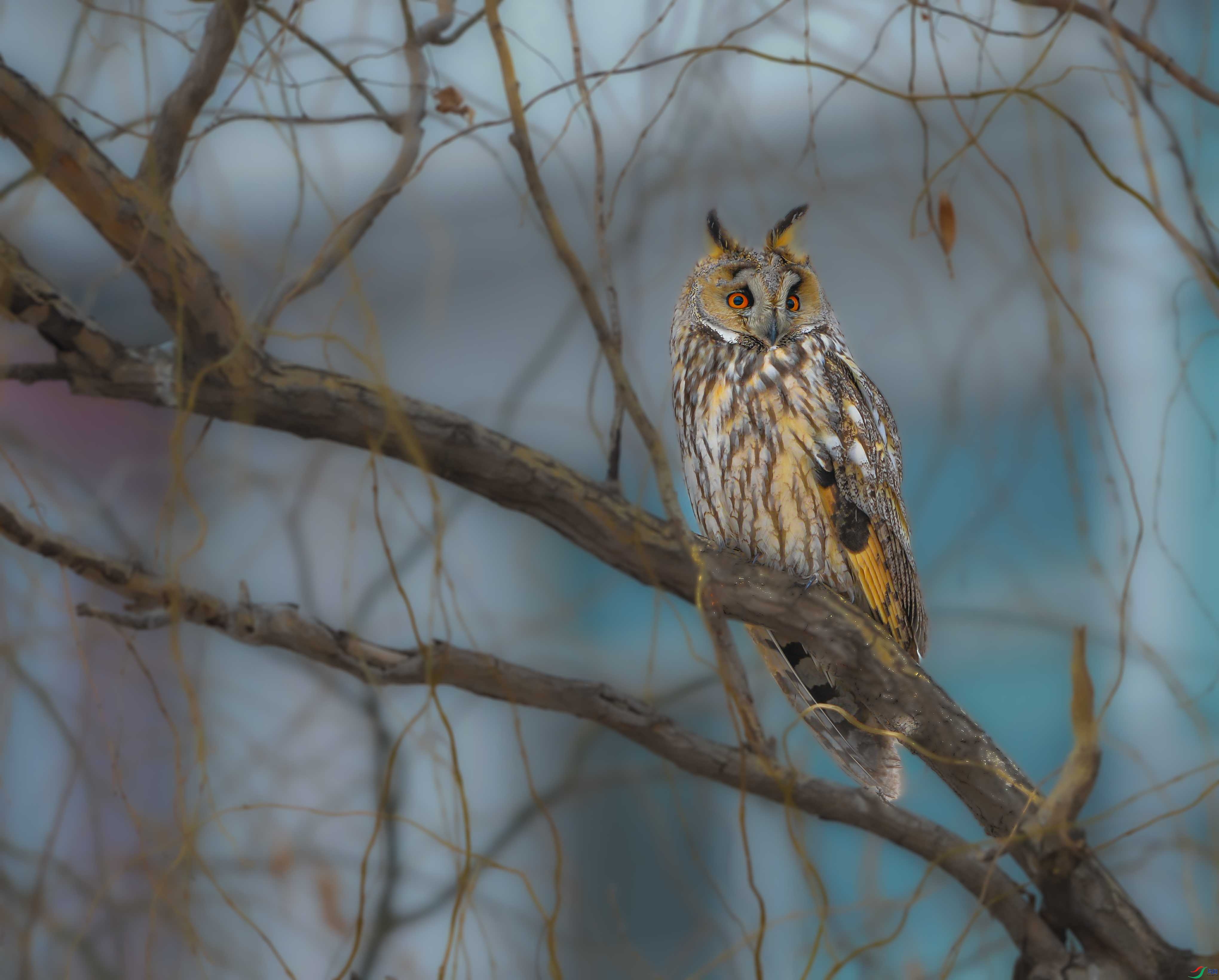 DSC_3382_��ţ��ͼ ����.jpg