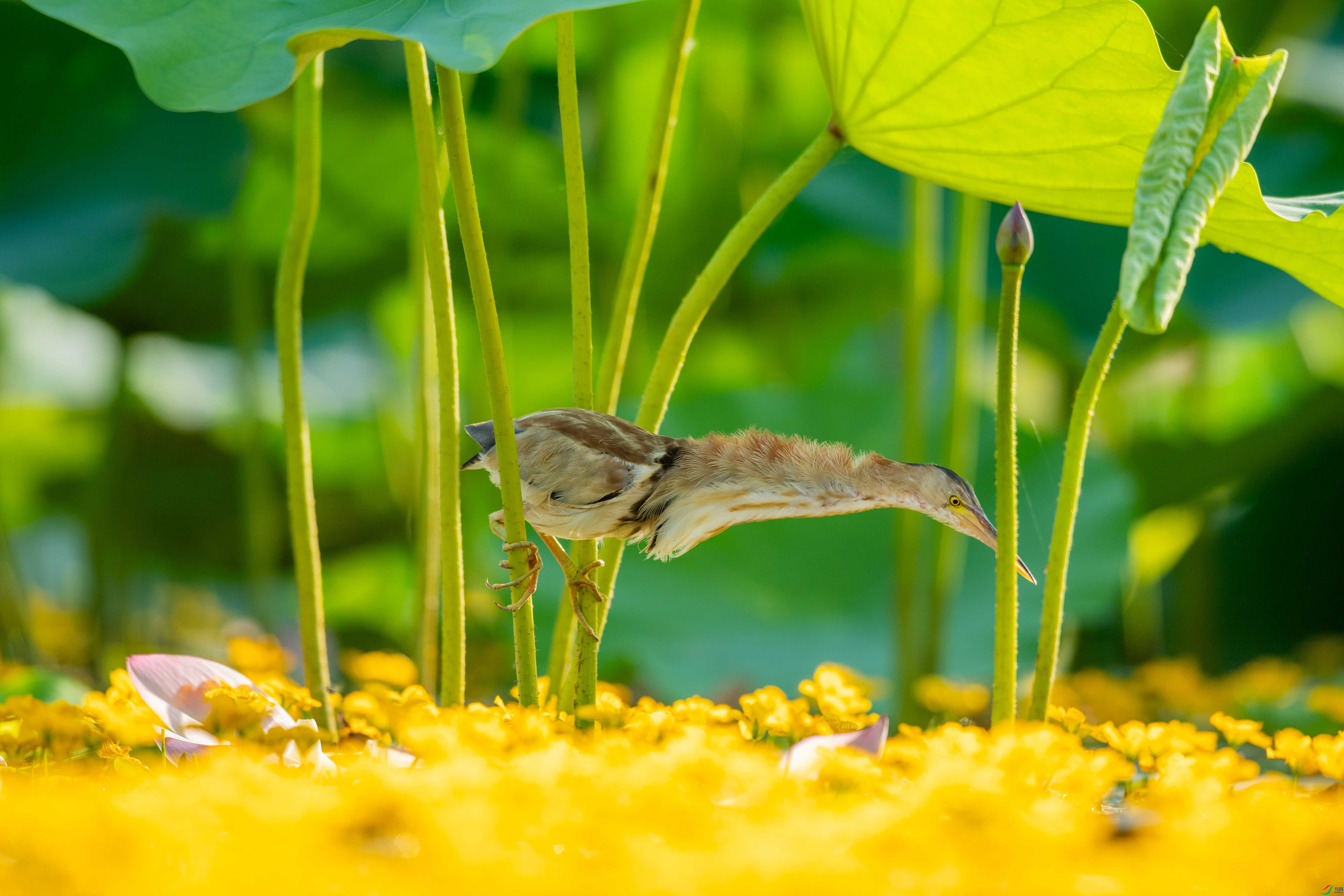 DSC_7071.jpg