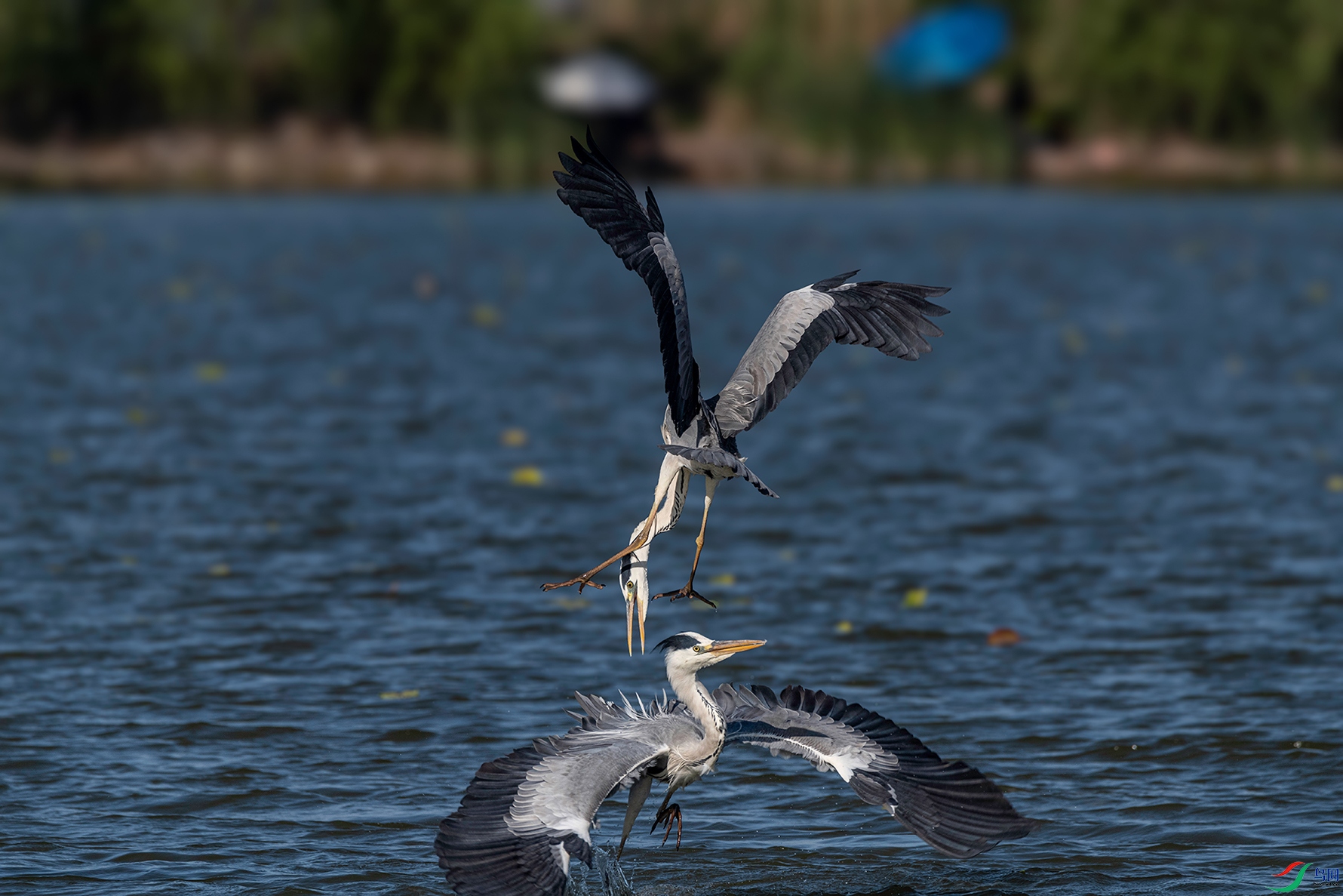 _DSC4794.jpg