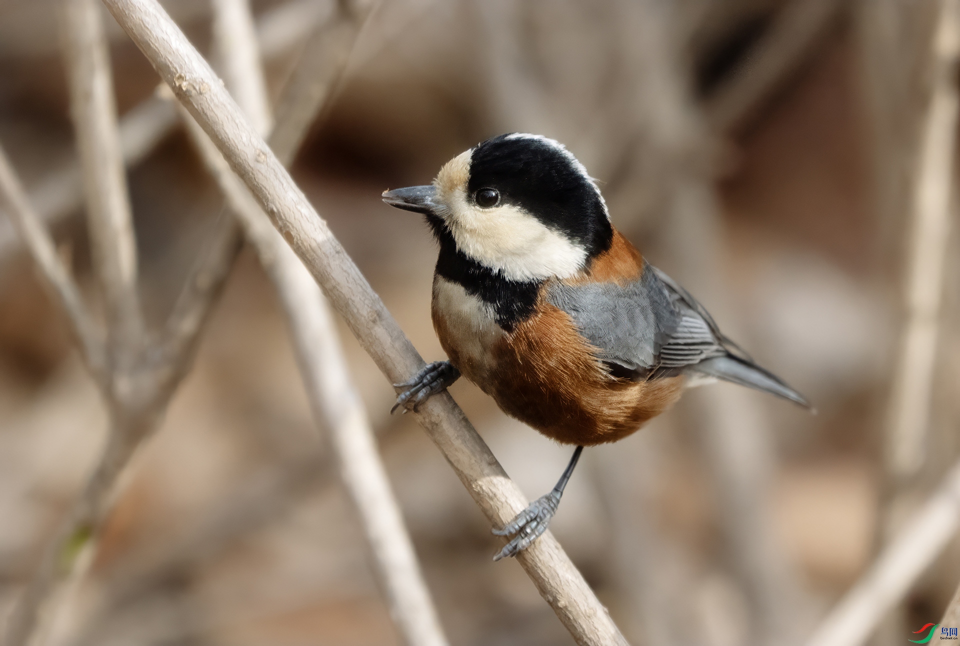 DSC03611 ����.jpg