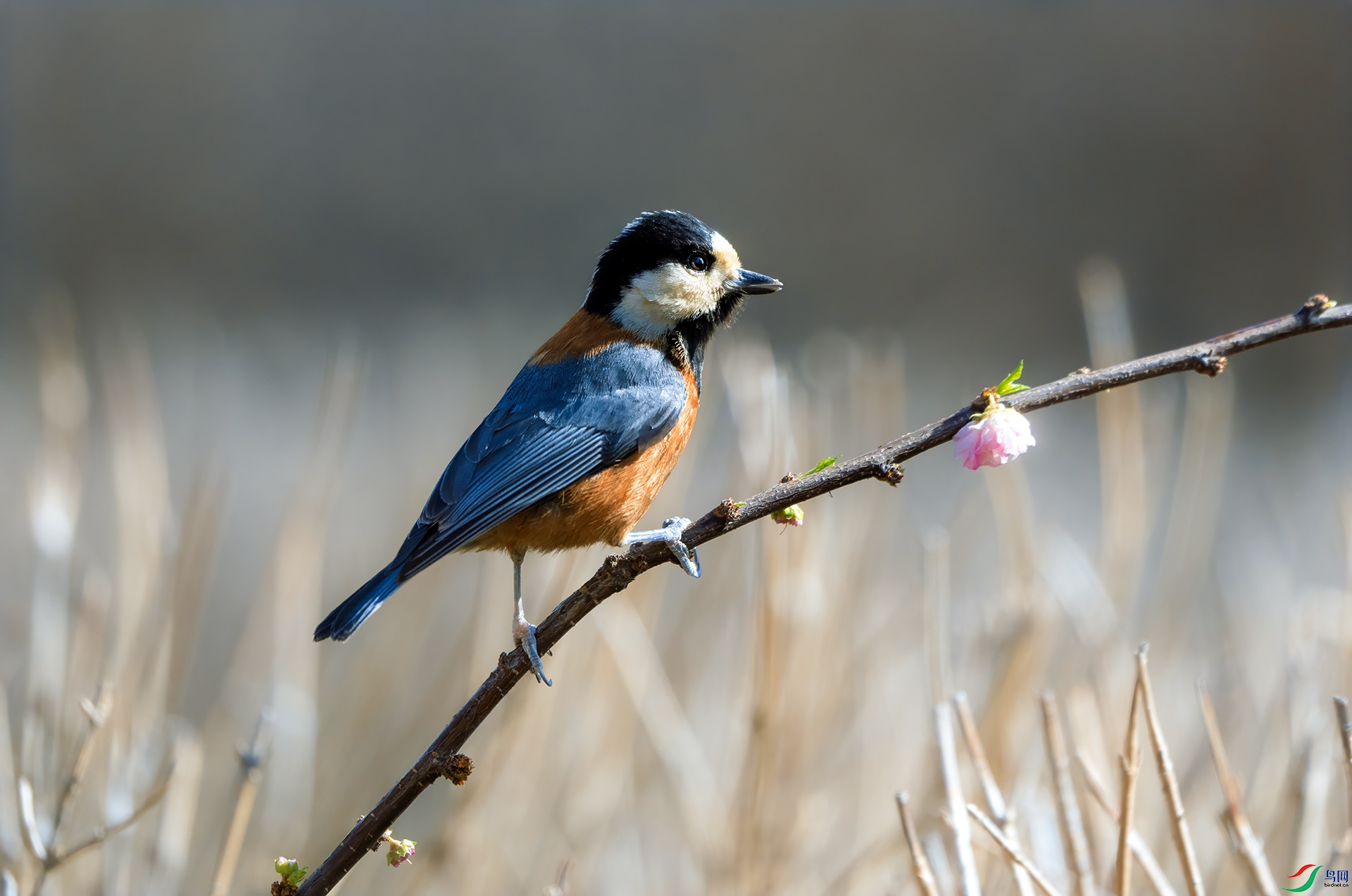 DSC05415 ����.jpg