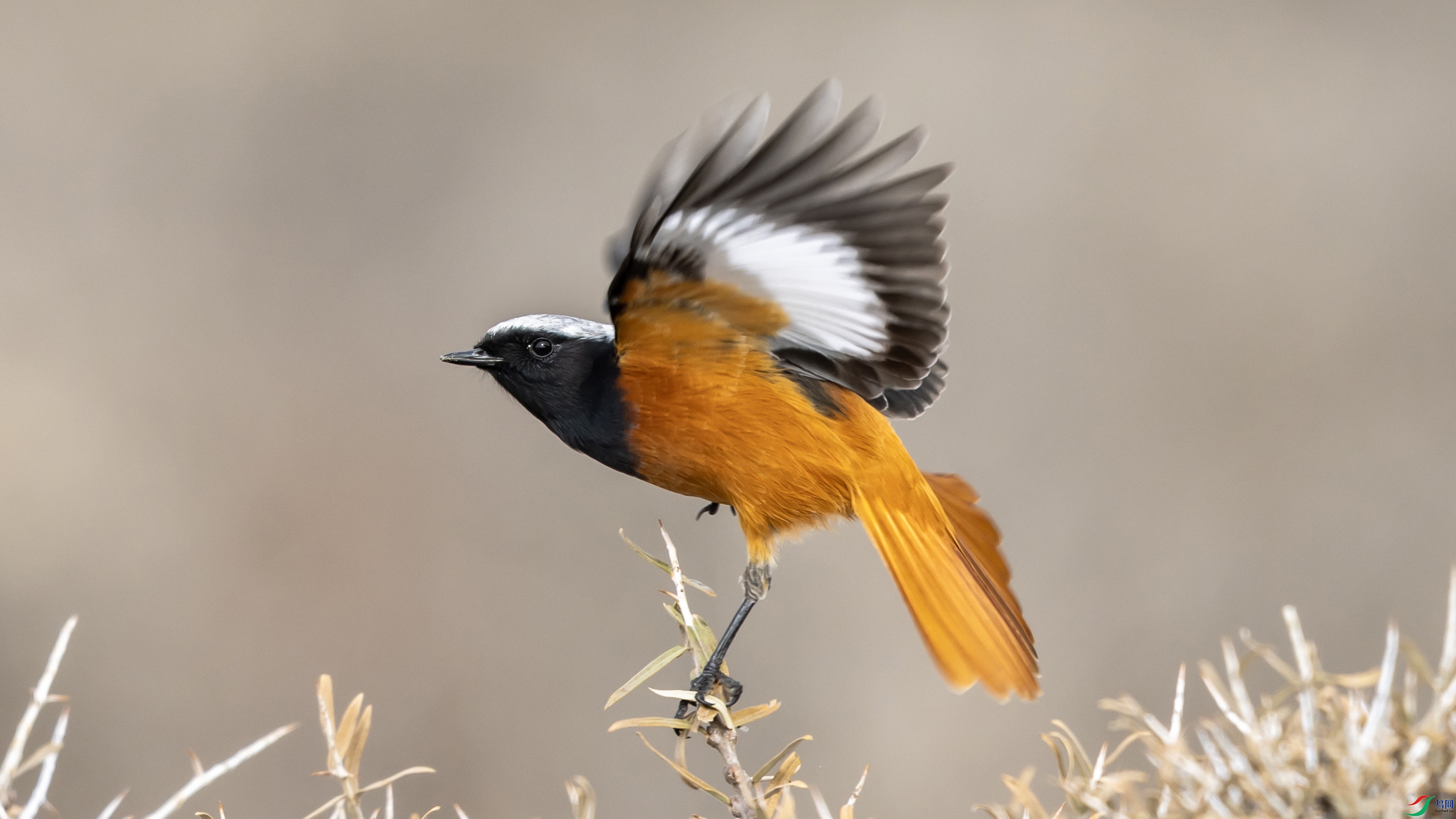 4K2A5351 ����β�OK.jpg