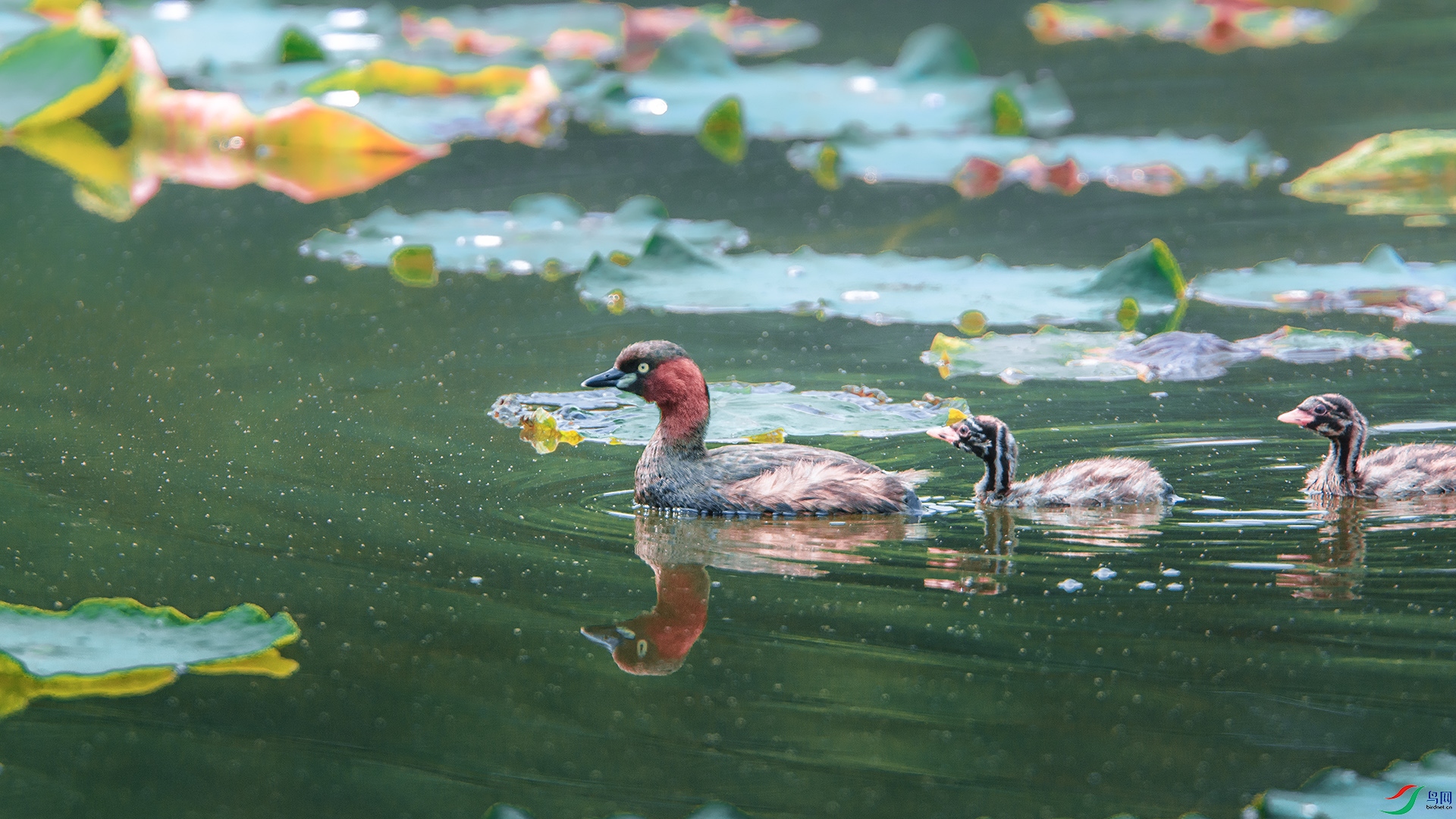 DSC_8168 ����.jpg