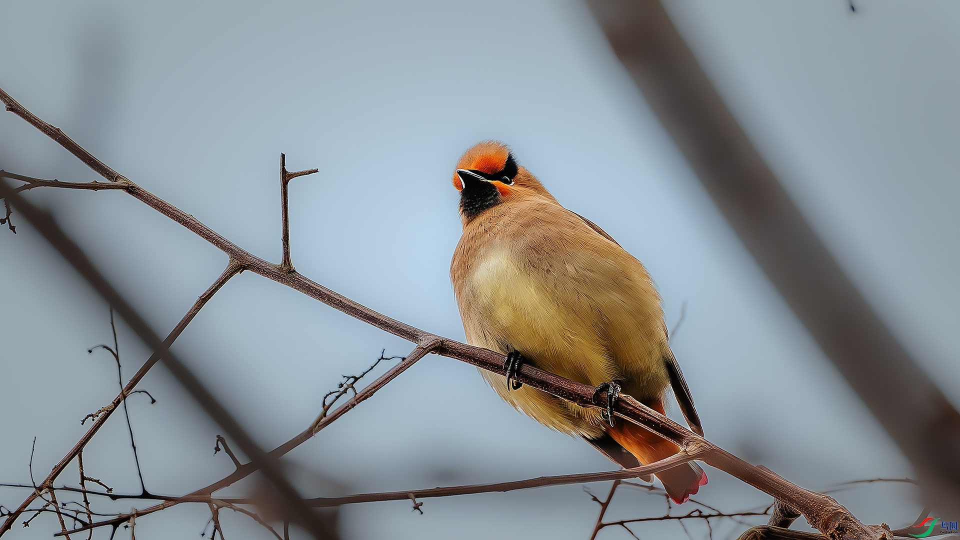 DSC_4434-����ǿ-NR-1 ����.jpg