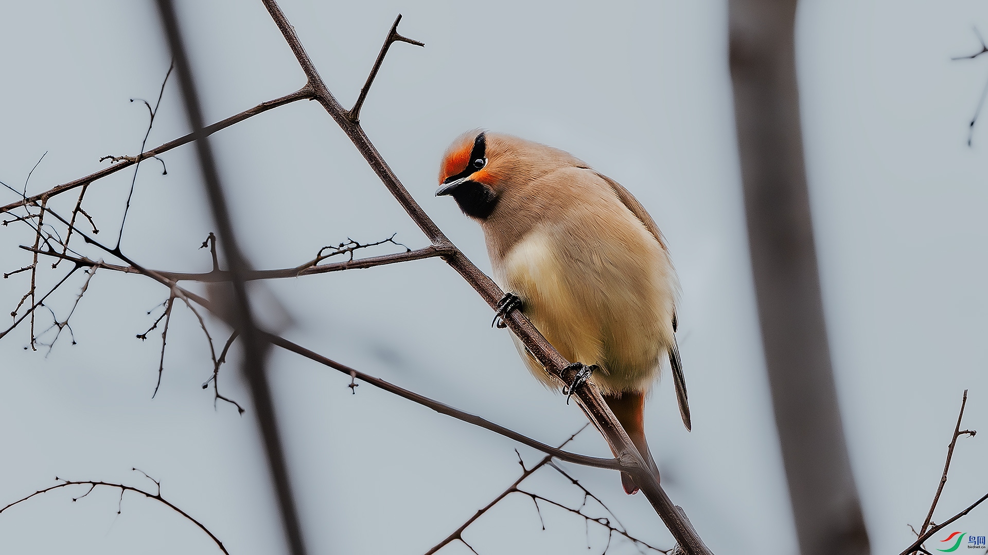 DSC_4452-����ǿ-NR-1 ����.jpg