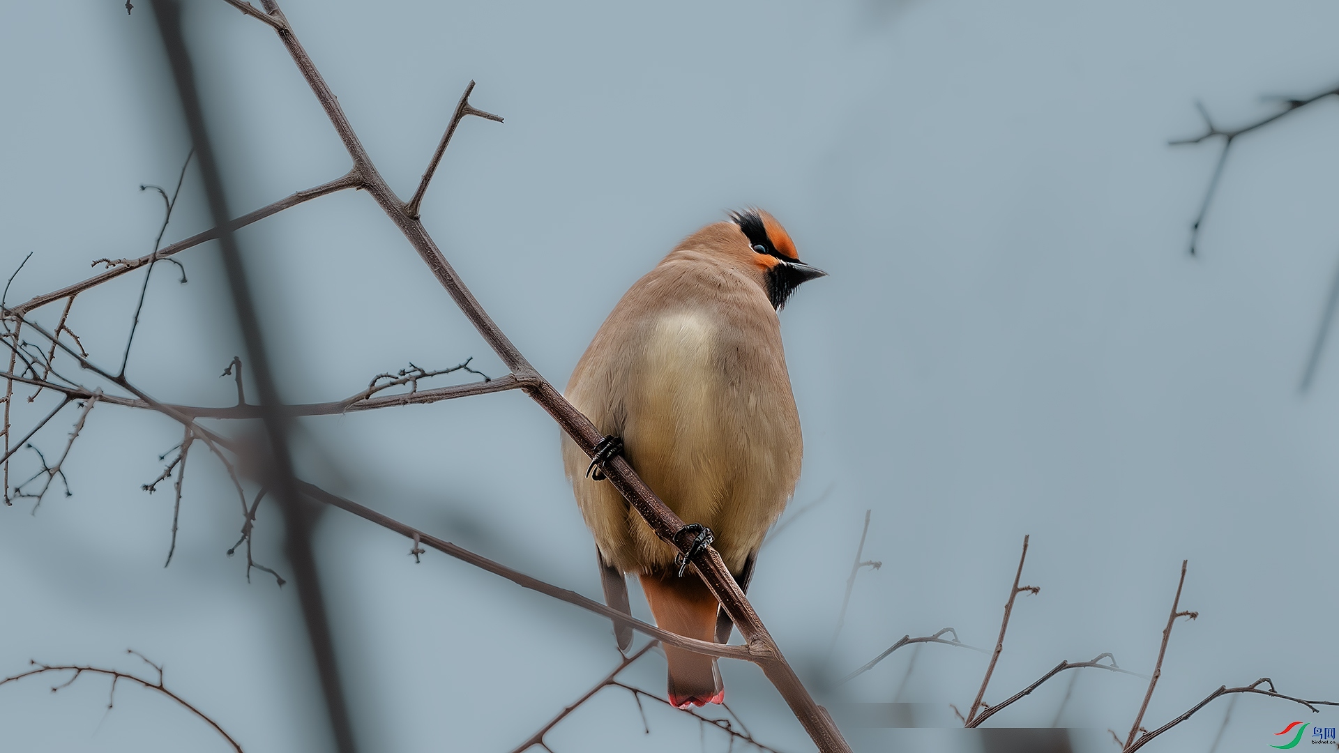DSC_4467-����ǿ-NR ����.jpg